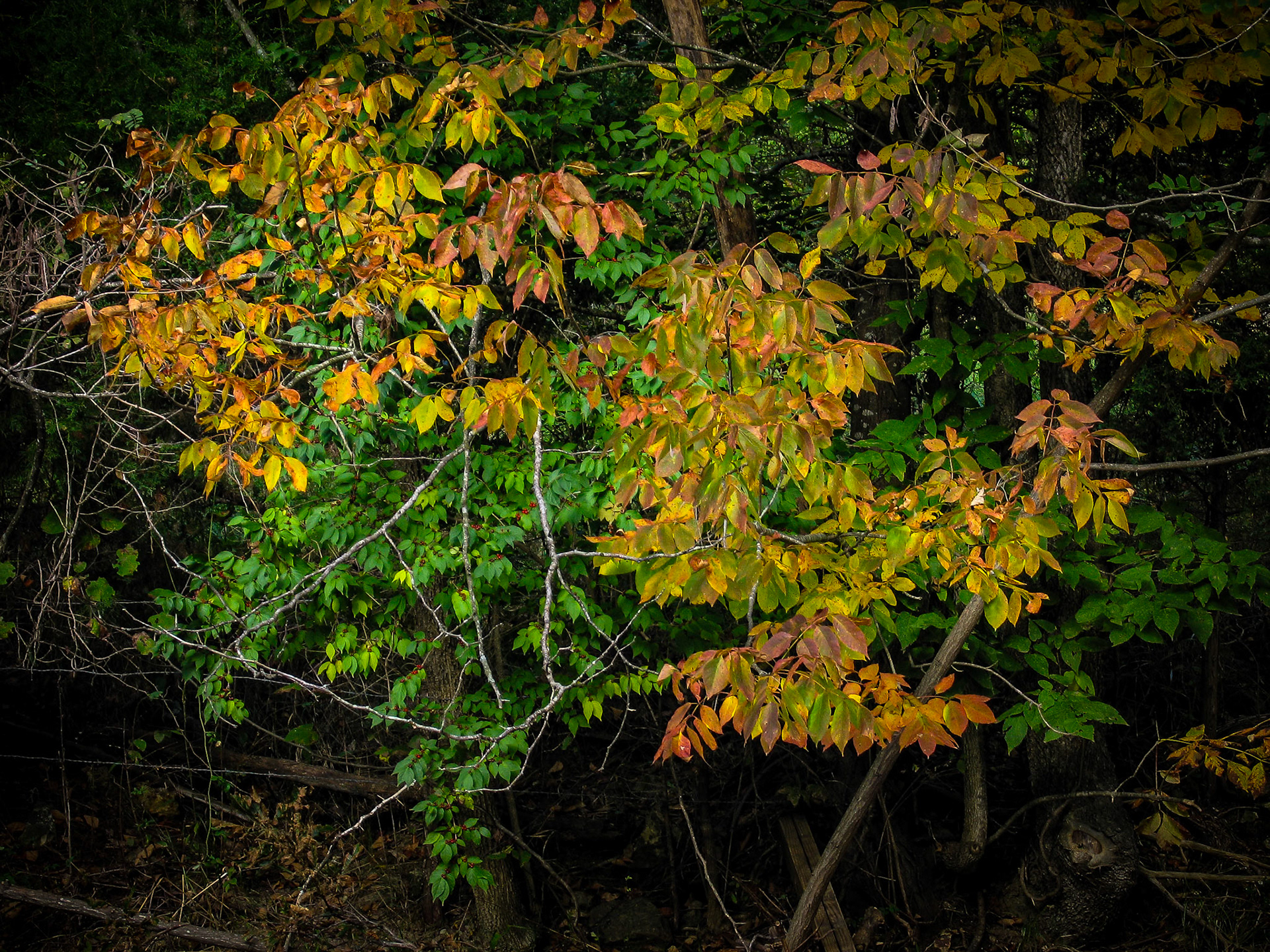 Glowing colorful orange and yellow Autumn leaves against ones green ones not yet changed. Near Fulton, Missouri. 2005