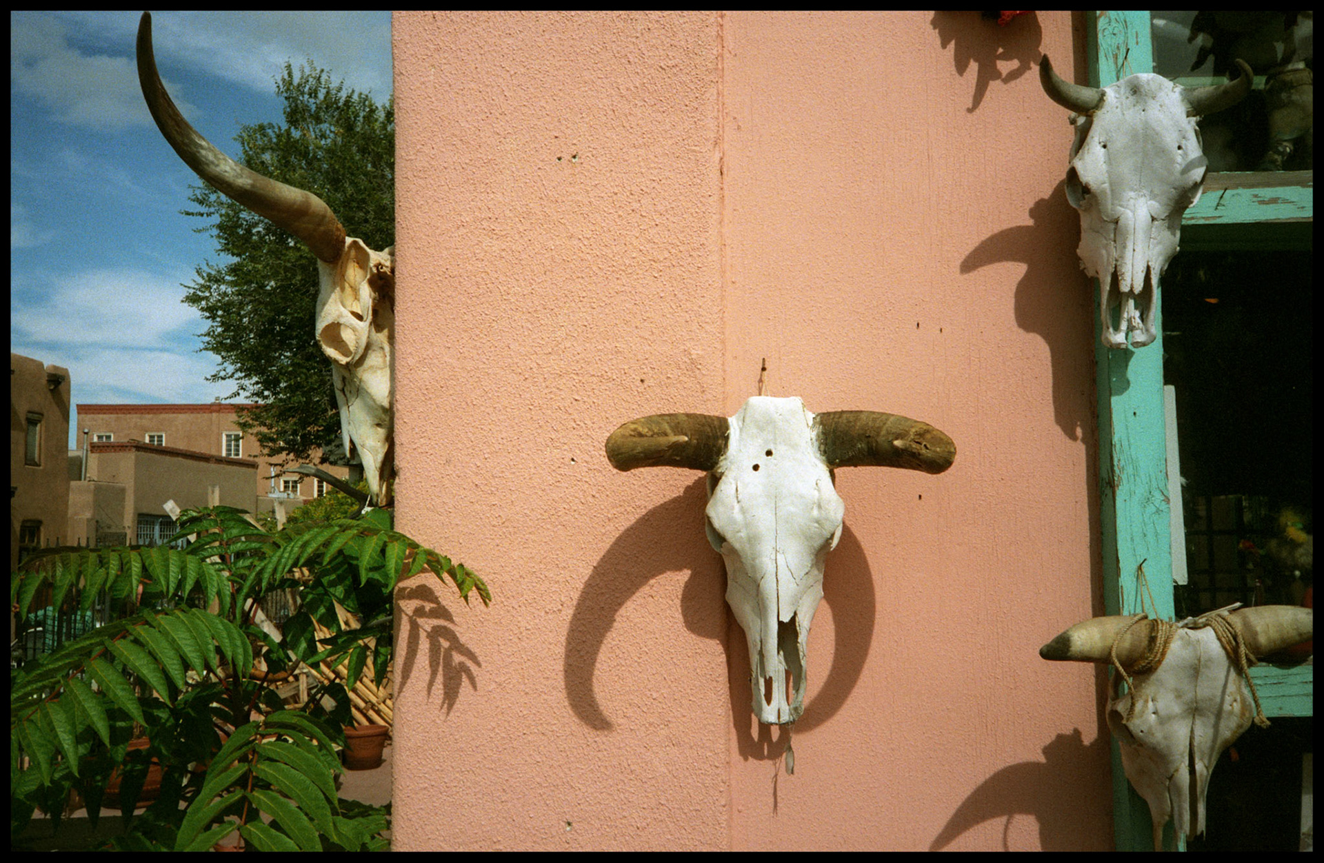 A vintage image of skulls adorning the outside of an adobe building in Santa Fe, New Mexico USA 1993