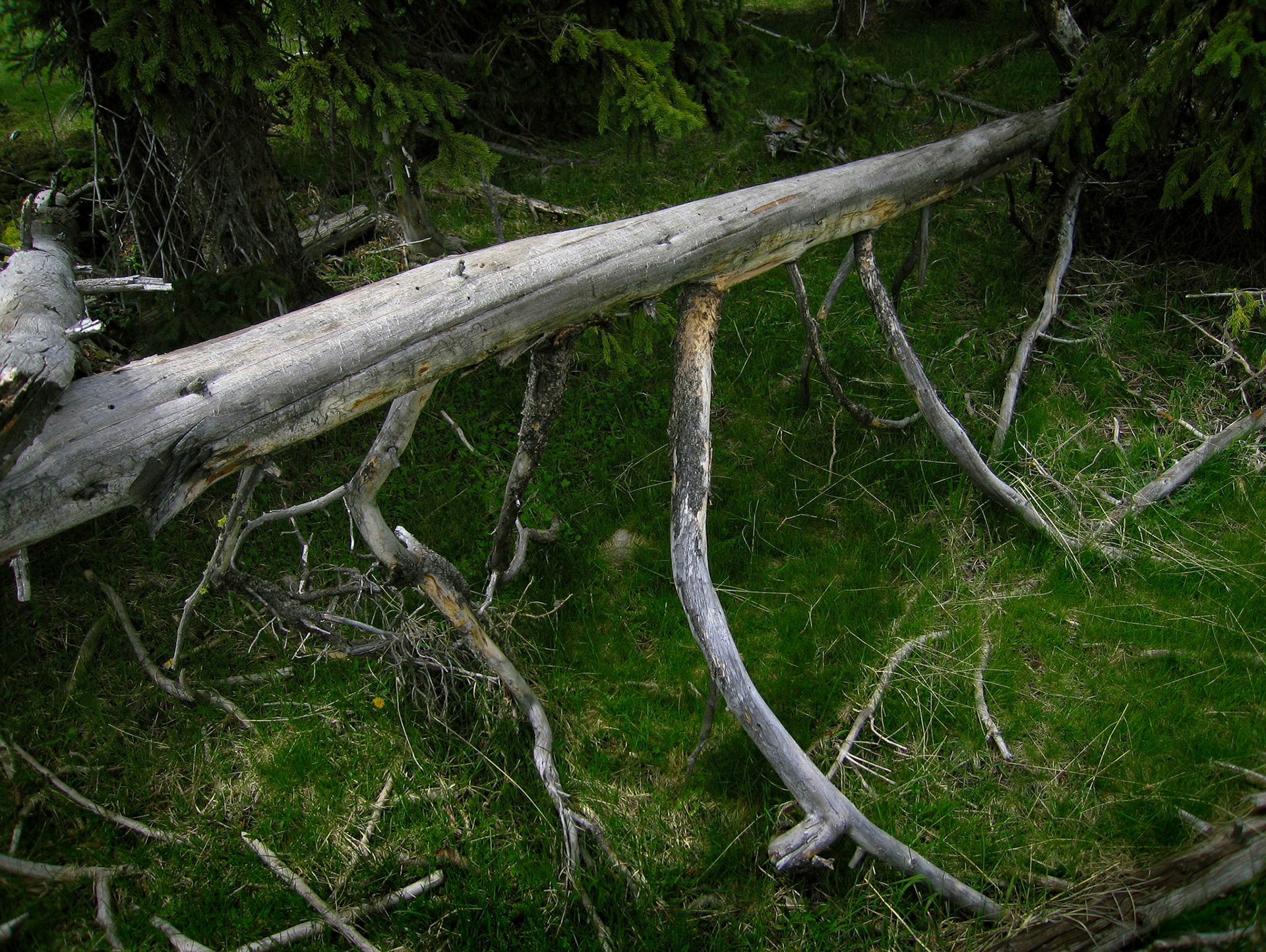 A forest still life of a silver fallen barkless tree trunk supported by its curved branches. Yellowstone National Park Wyoming USA 2005