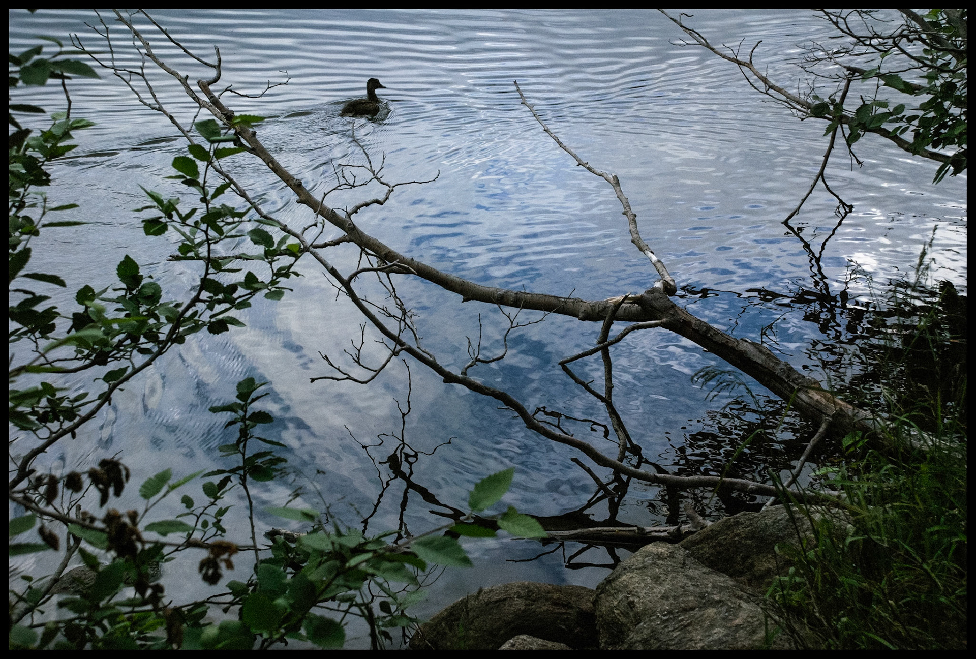 A serene nature still life of a duck swimming in a lake with a rippled surface that is reflecting the spottily cloudy sky with rocks in the foregound and a dead branch hanging from the edge. Bear Lake Rocky Mountain National Park 2007