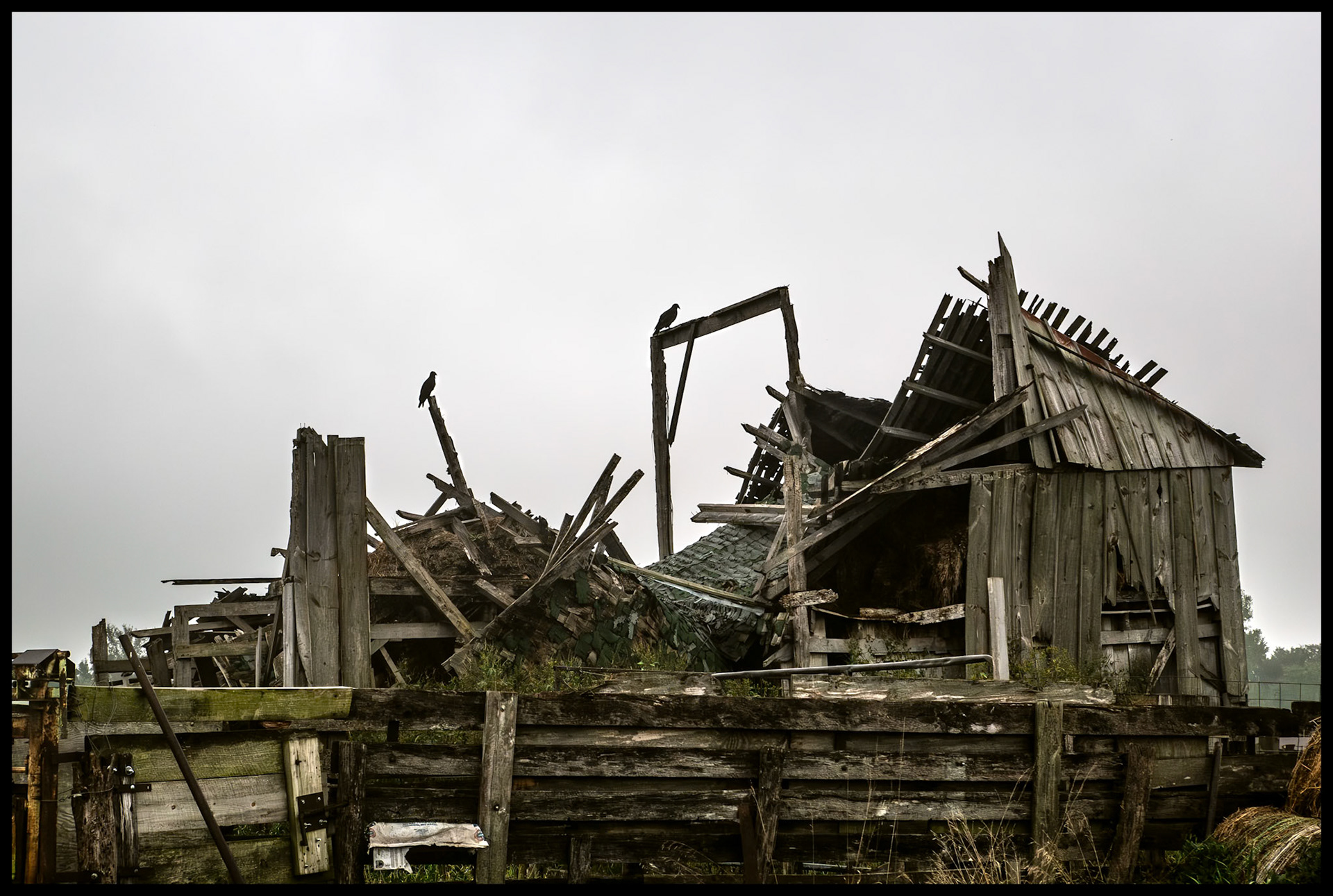 Two Black Vultures perched atop a partially collapsed barn located at the base of Indian Hilll, near South Gifford, Missouri, 2023.