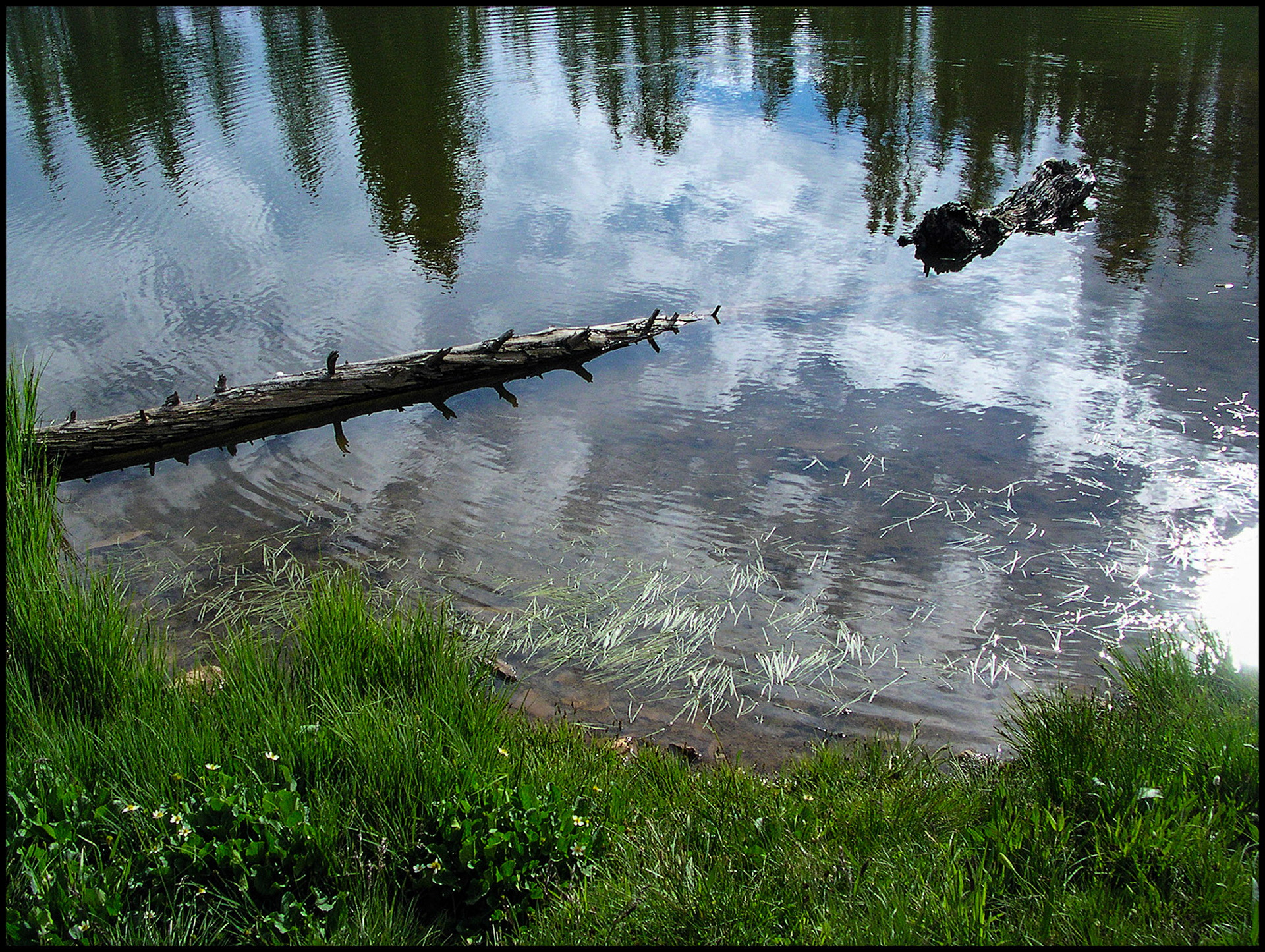 An abstract minimal nature still life of a sunken log in an Alpine lake partially obscured by the rippled reflection of the surrounding pine trees, clouds and blue sky. Paradise Divide Lake near Gothic, Colorado USA 2004