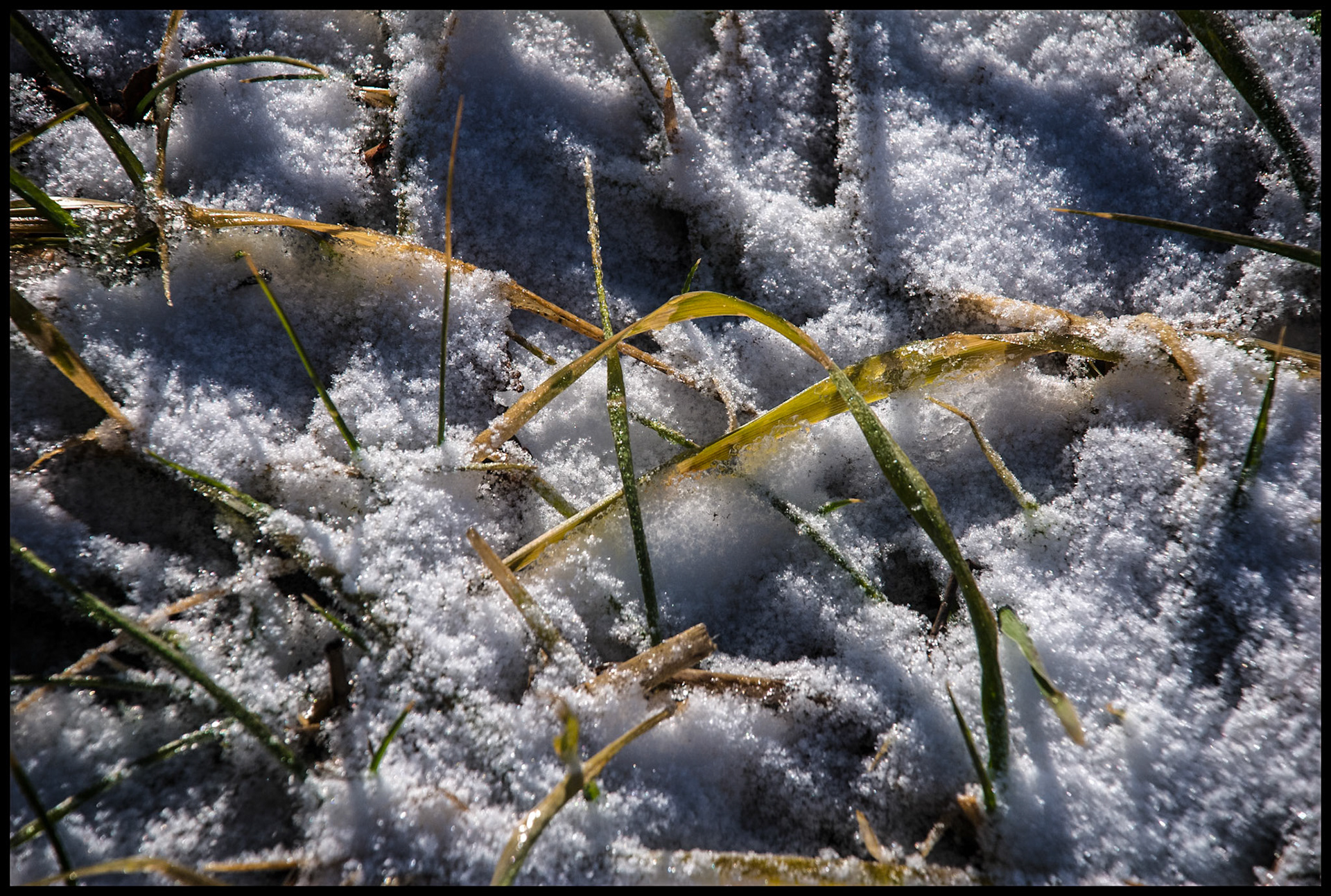 Fallen frozen blades of grass in their last stage of life in freshly fallen snow. Near Pure Air, Missouri, USA, 2008