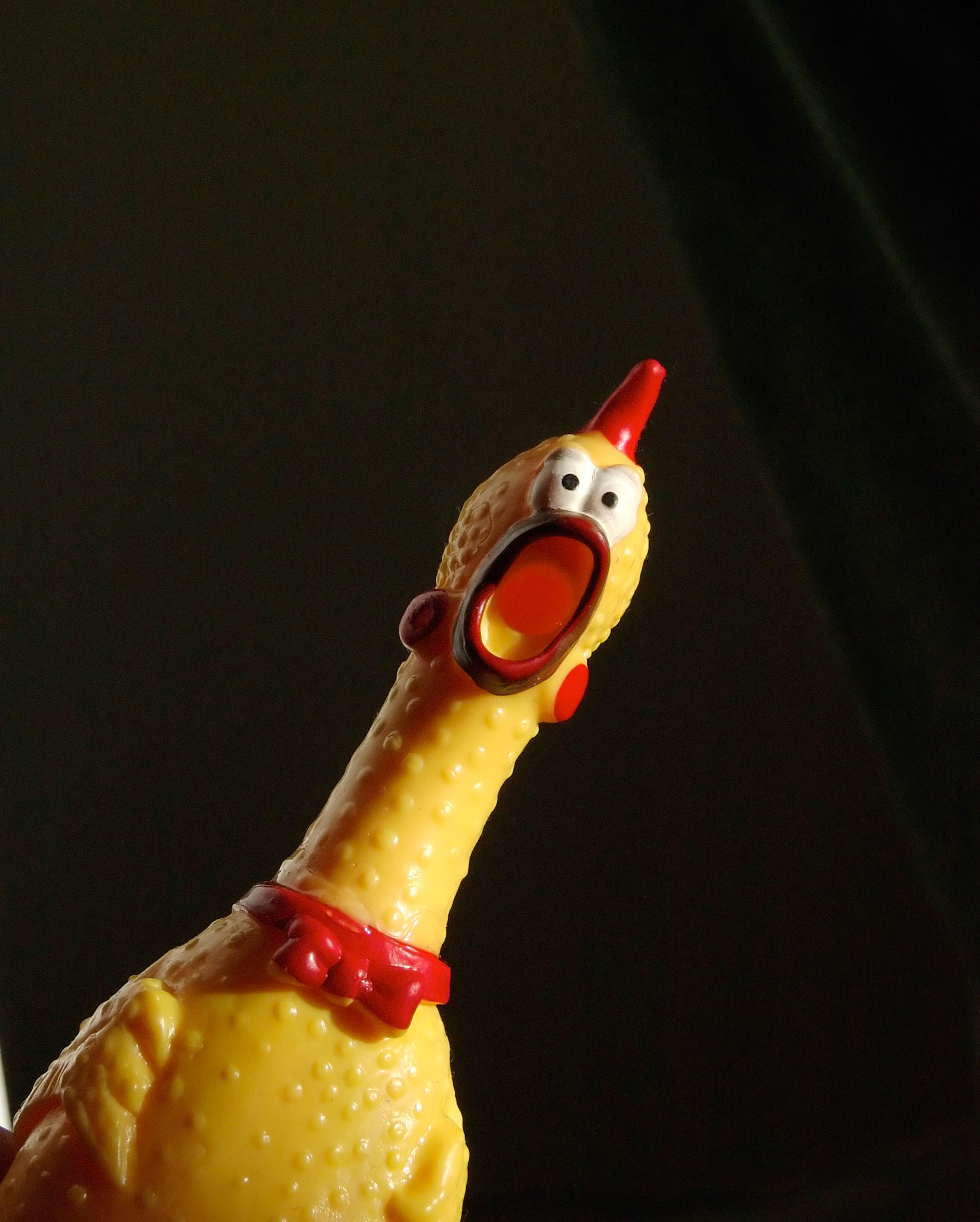 Whimsical image of a toy rubber chicken seeming like it is surprised or startled.