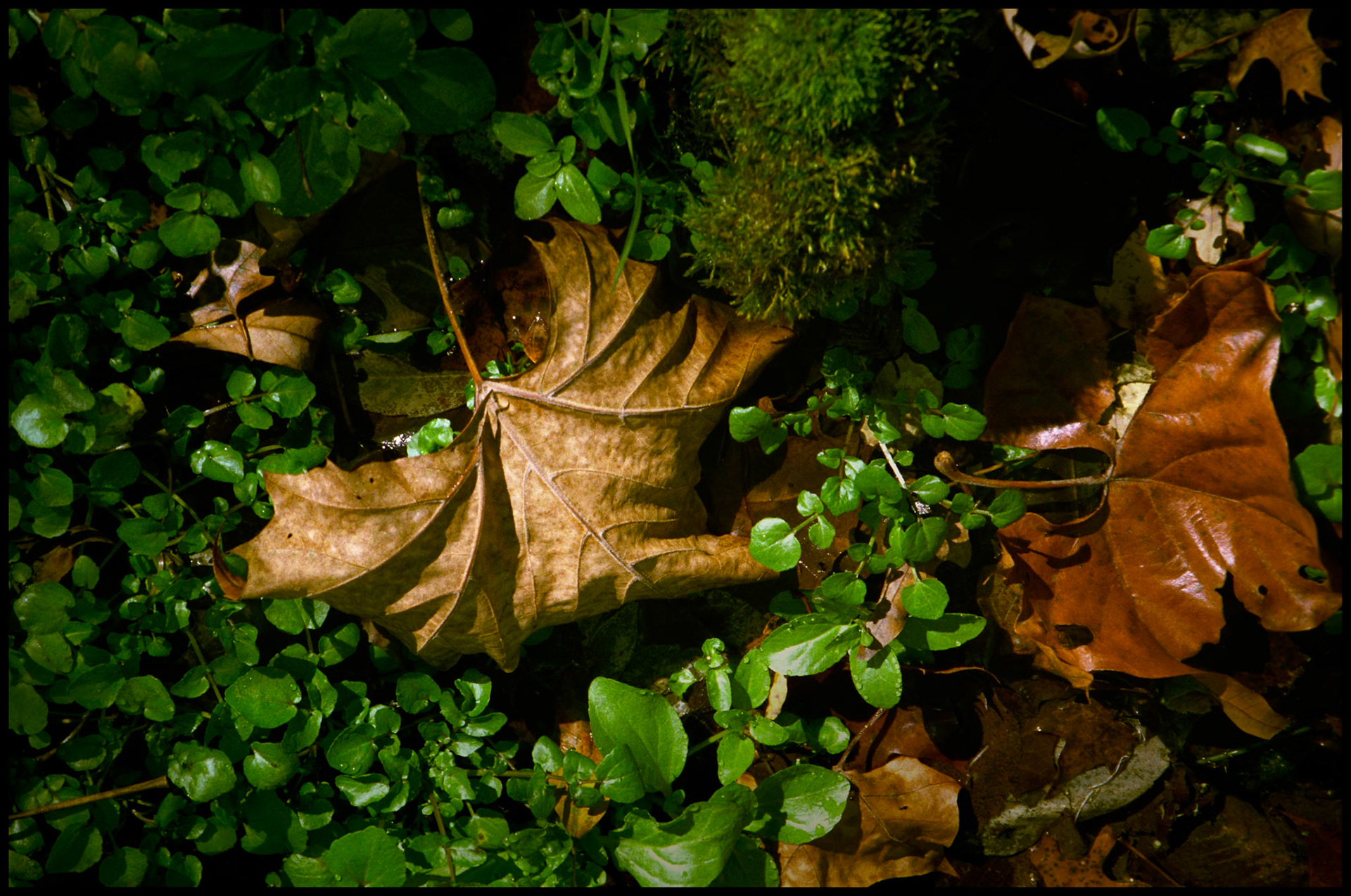 A single highlighted fallen tan maple leaf in a bed of green plants and moss, surrounded by other brown leaves. Missouri Ozarks, USA, 1988.