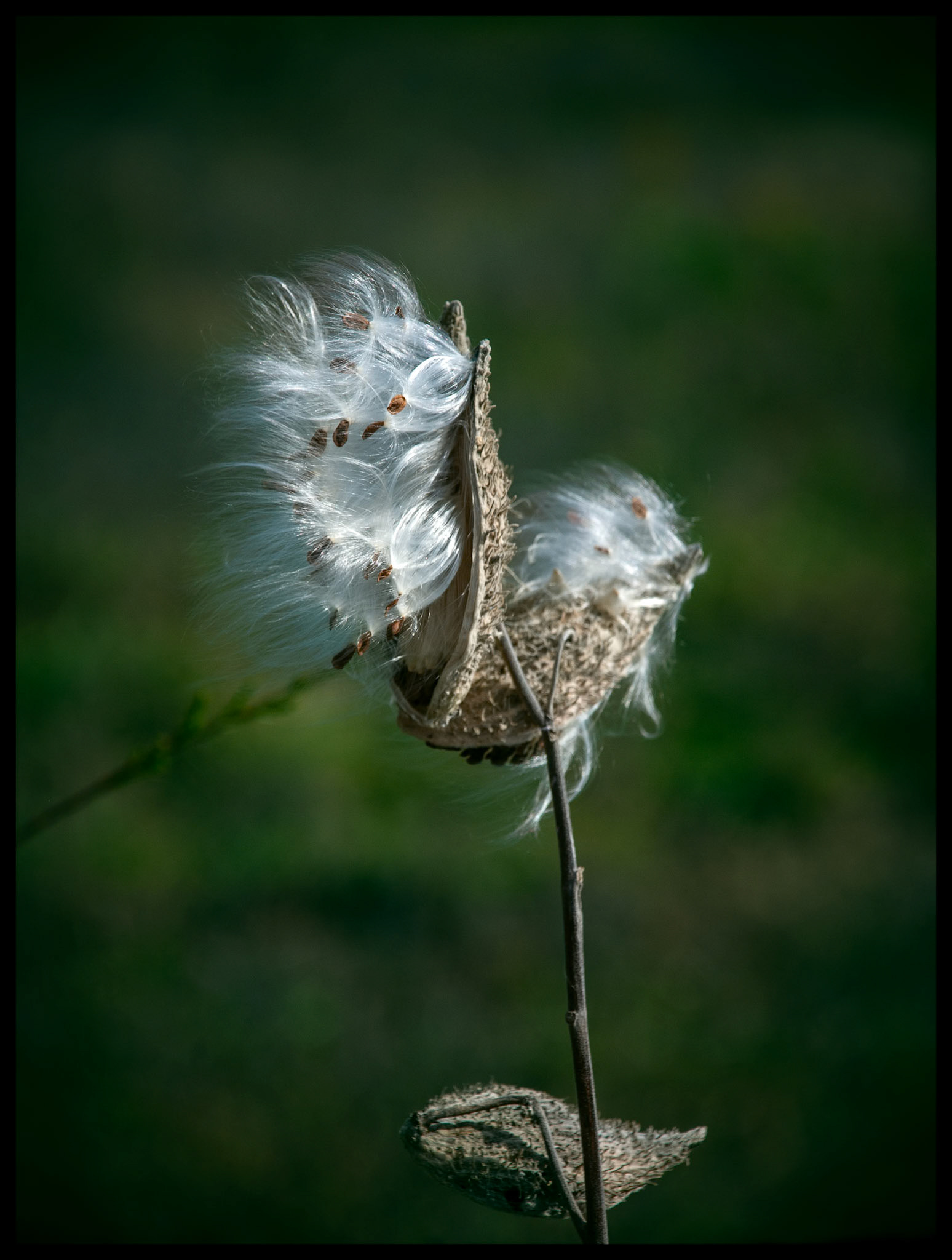 An open Milkweed pod with it's seeds in the process of being carried off by the Autumn afternoon wind by their brilliant white silky filaments or "coma". Near Kirksville, Missouri. 2008