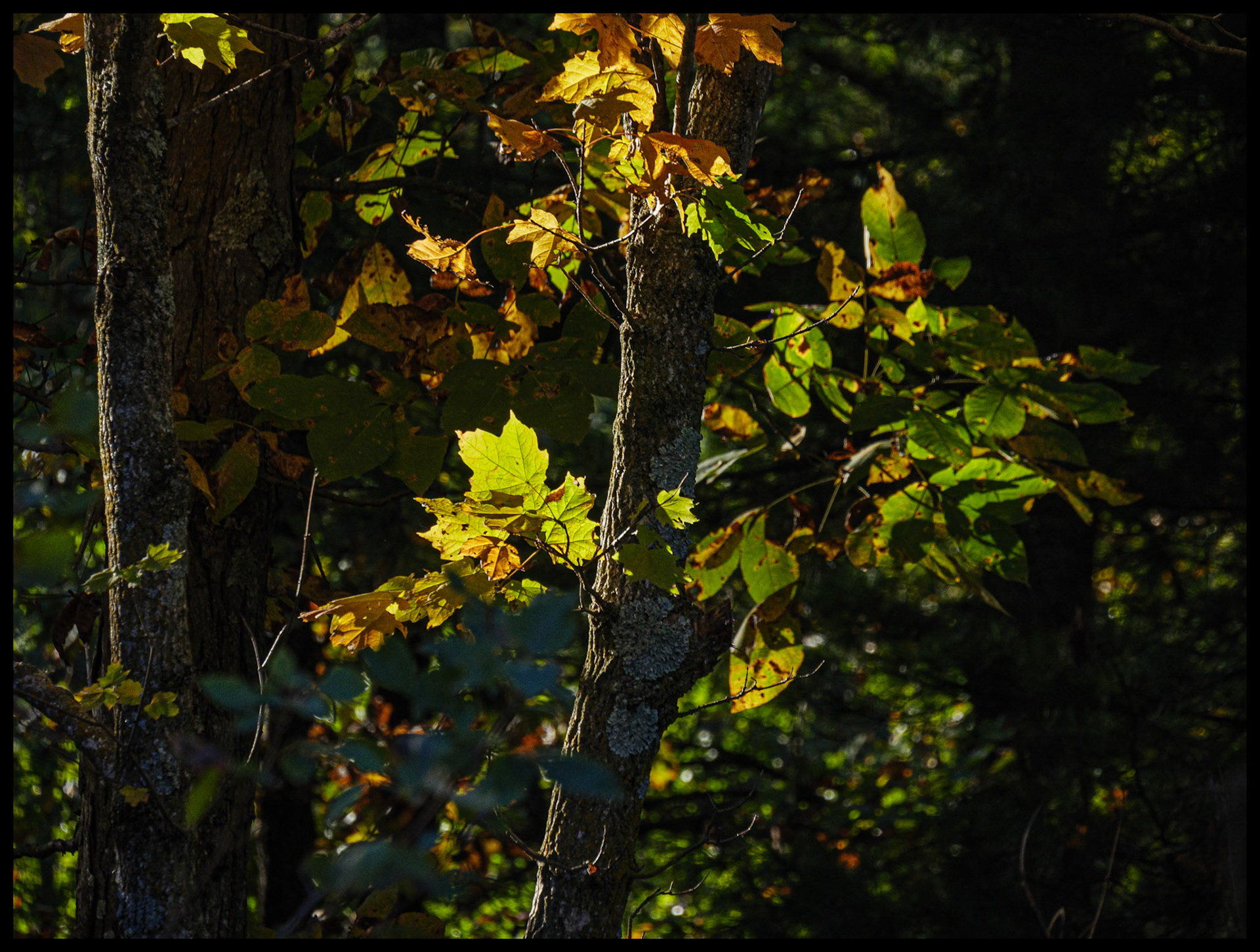 A group of glowing backlit Autumn leaves on a tree in various stages of color change at the edge of a forest near Novinger, Missouri. 2025
