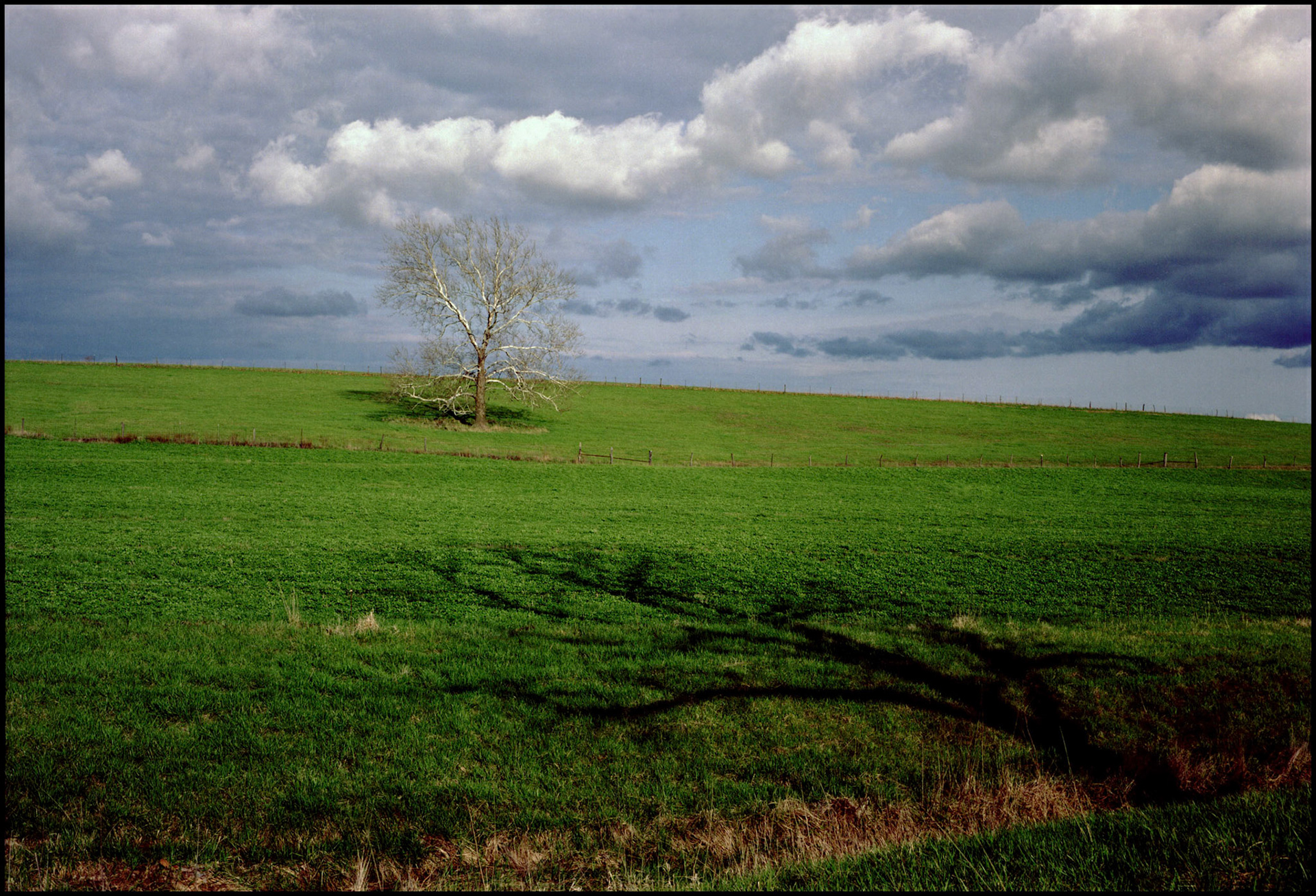 A solitary tree in the middle of a lush green Spring pasture with an angled tree shadow in the foreground and rolling clouds dotting the sky in the background. Near Rocheport, Missouri USA, 1992.