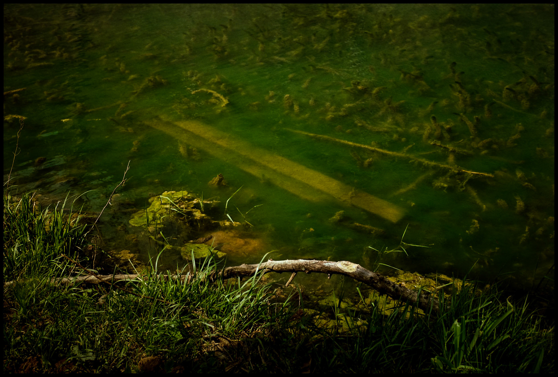 Submerged retaining wall at the edge of an algae filled spring pond with a bare branch in the foreground. Falling Spring Mill near Winona, Missouri, USA, in the Ozark Mountains, 1993.
