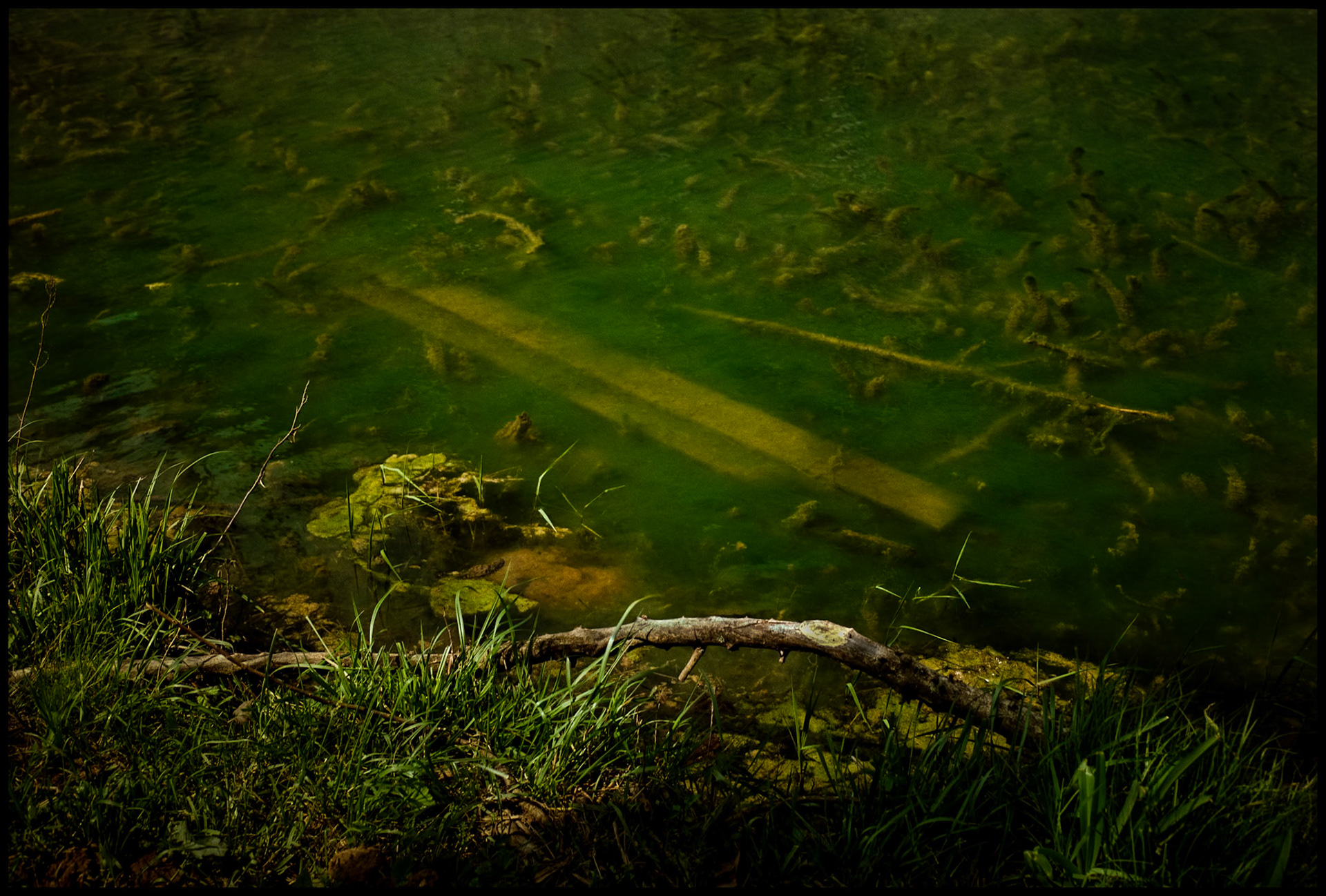 Submerged retaining wall at the edge of an algae filled spring pond with a bare branch in the foreground. Falling Spring Mill near Winona, Missouri, USA, in the Ozark Mountains, 1993.