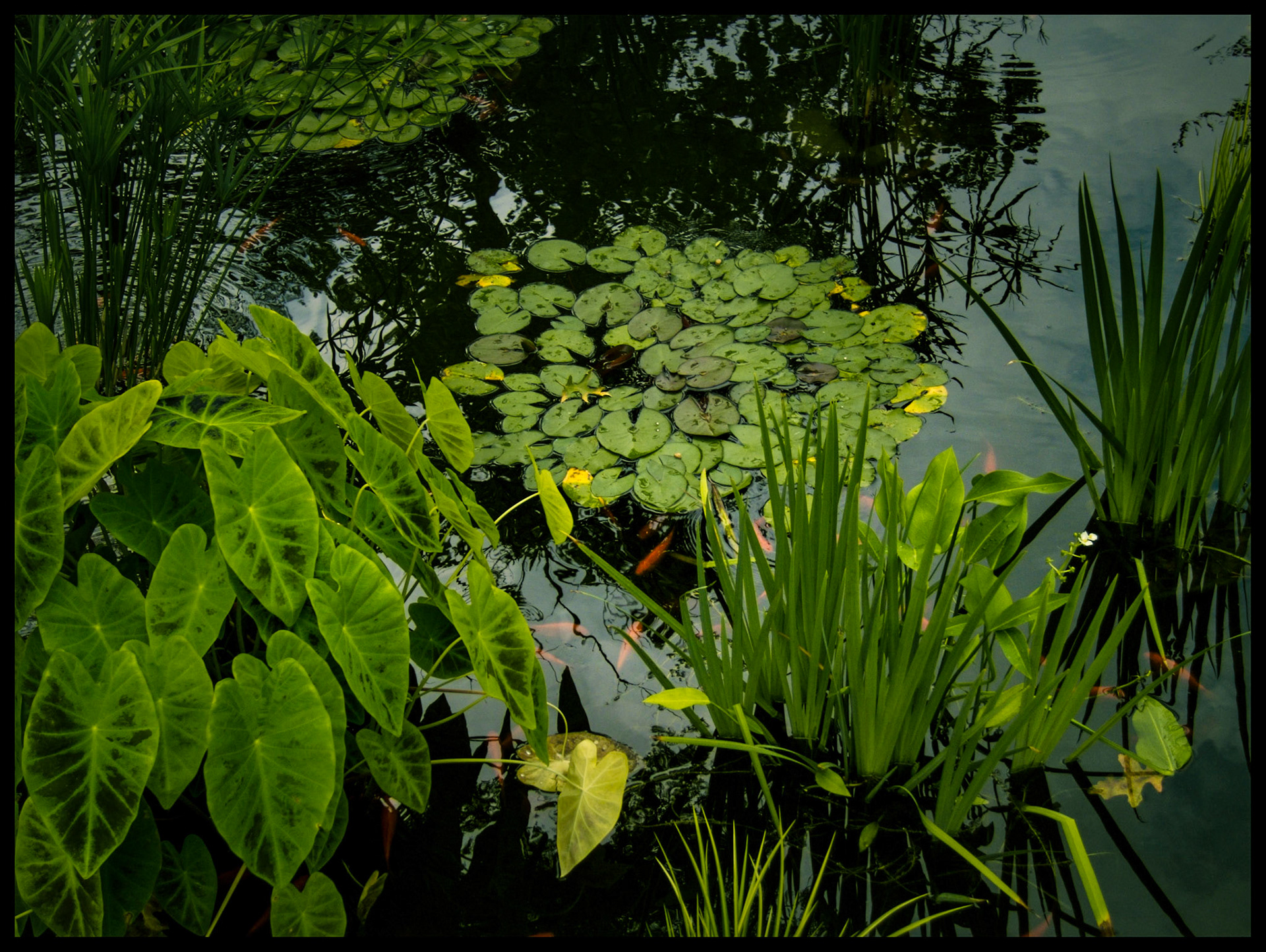 A serene nature study of a pond filled with watergrass and lily, several goldfish swimming below the surface, and the cloudy sky reflected from the surface  in the Lily Pond at the Missouri State Fair Grounds in Sedalia Missouri USA, 2007.