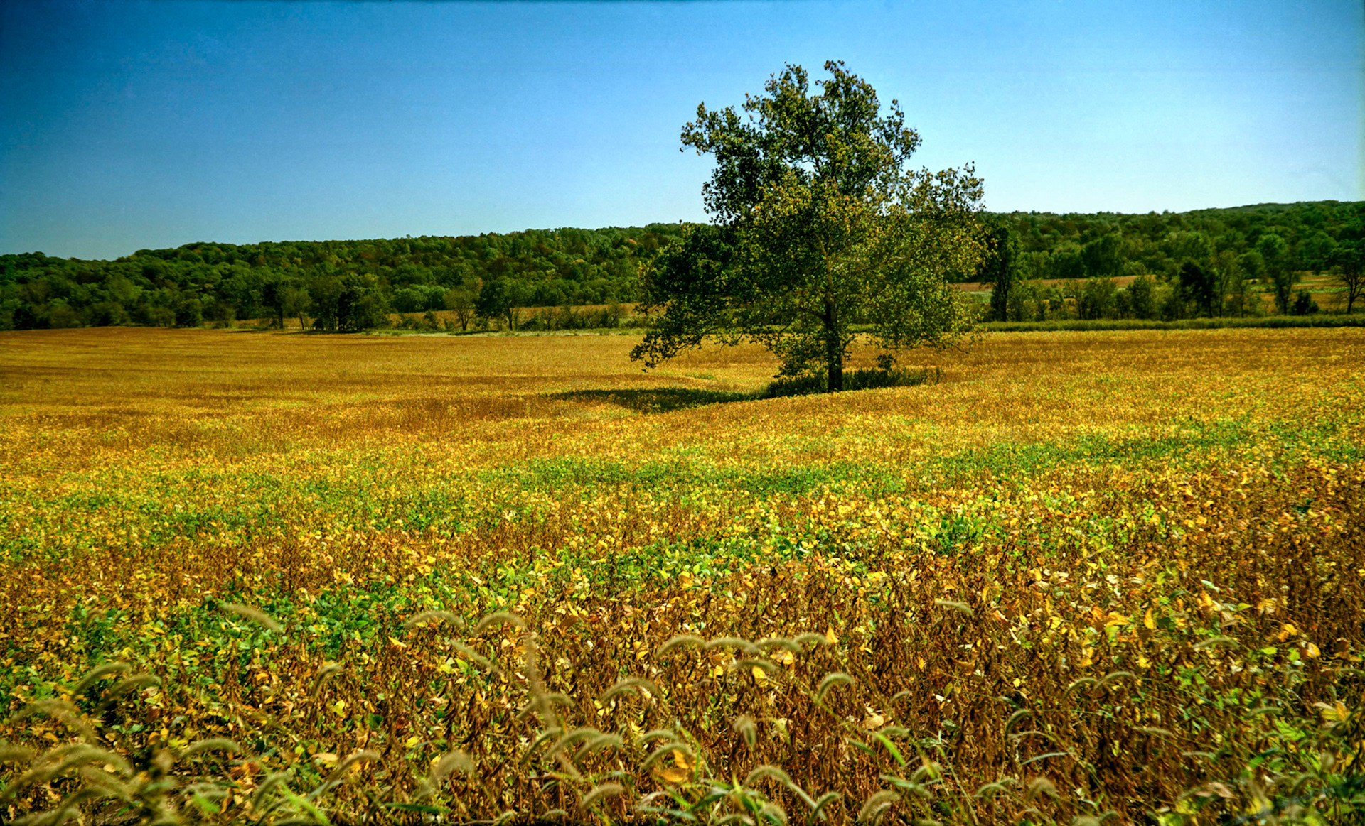A solitary tree in a golden field of soy beans on a late summer day.