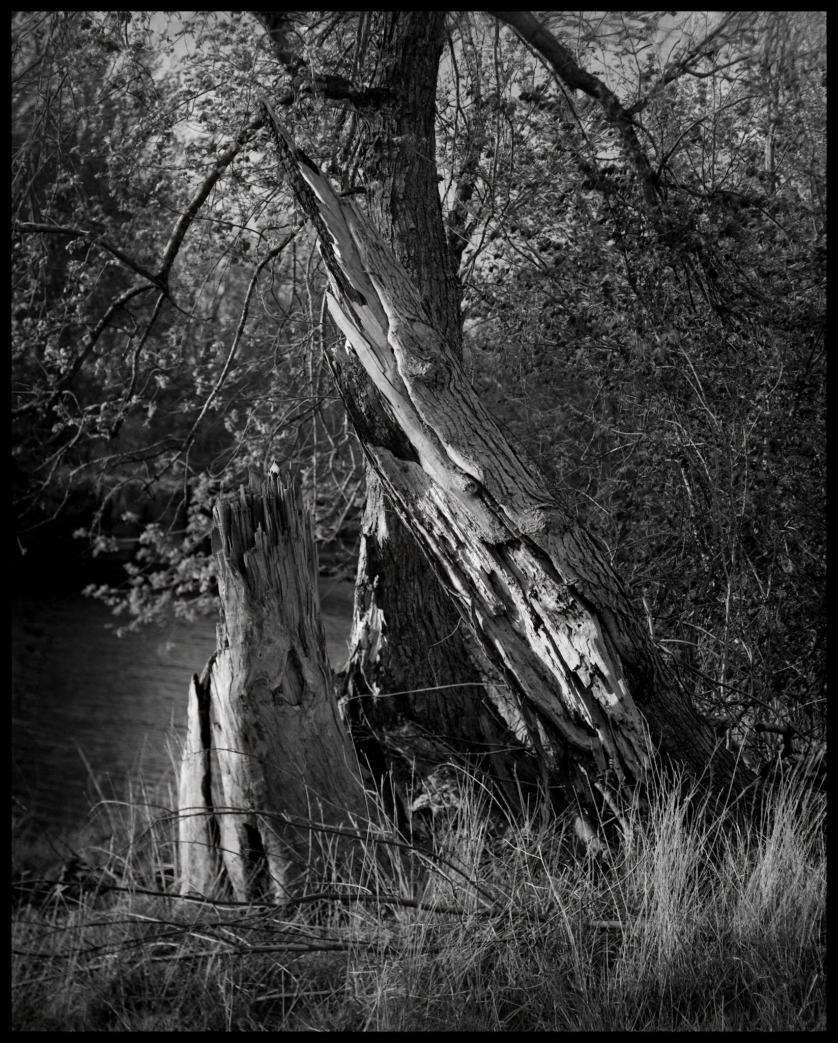 Two parts of a rotting tree, now separated from each other, in front of a living tree along a river bank. Near Kirksville, Missouri, 1984.