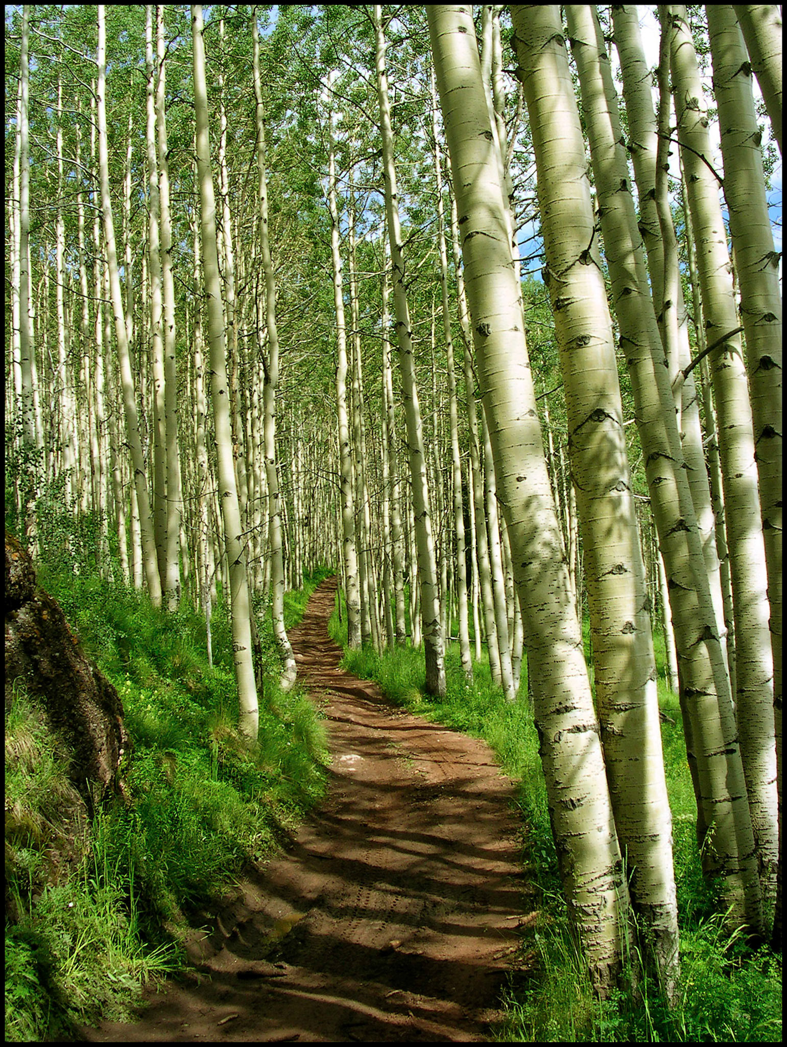 A dirt trail leading off into an Aspen grove on Pearl Pass Trail, near Crested Butte, Colorado 2004