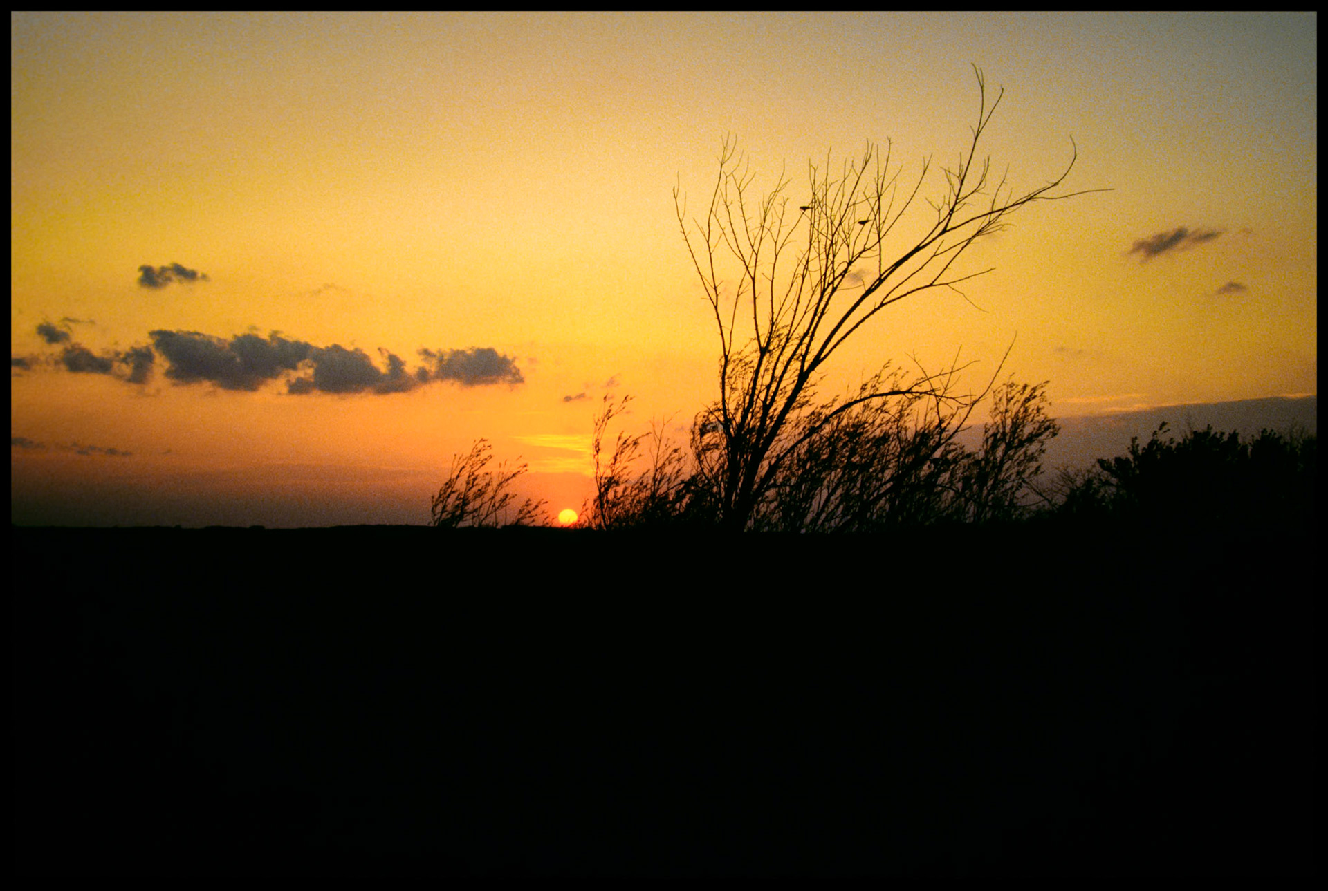 The evening sun making it's Last Hurrah before disappearing over the horizon with a leafless tree and two birds silhouetted against the orange sky. Near Greencastle, Missouri. 1985
