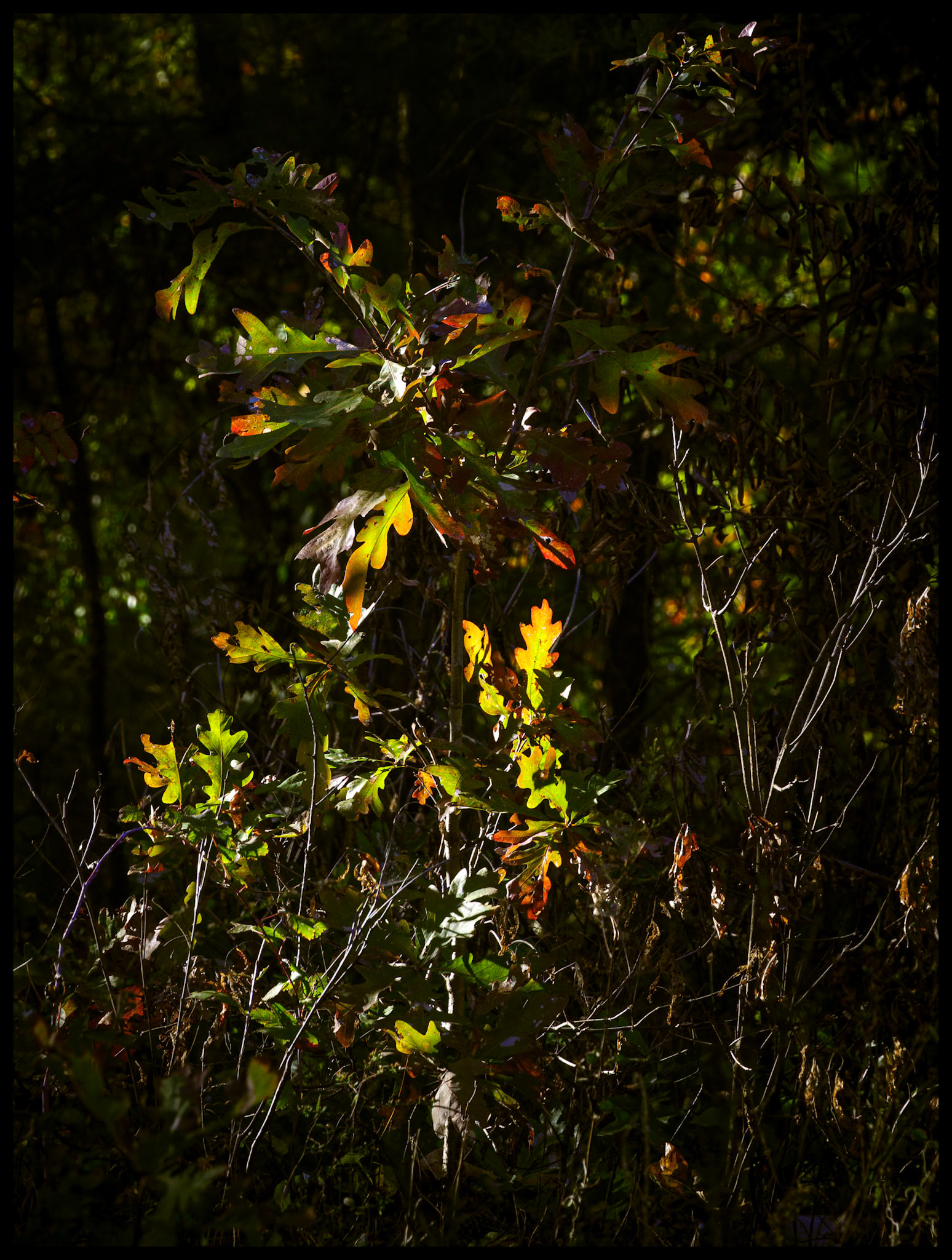 Orange tipped green leaves backlit by the afternoon Autumn sun, at the edge of a forest near Novinger, Missouri. 2025. Part of my Seasonal Change series.