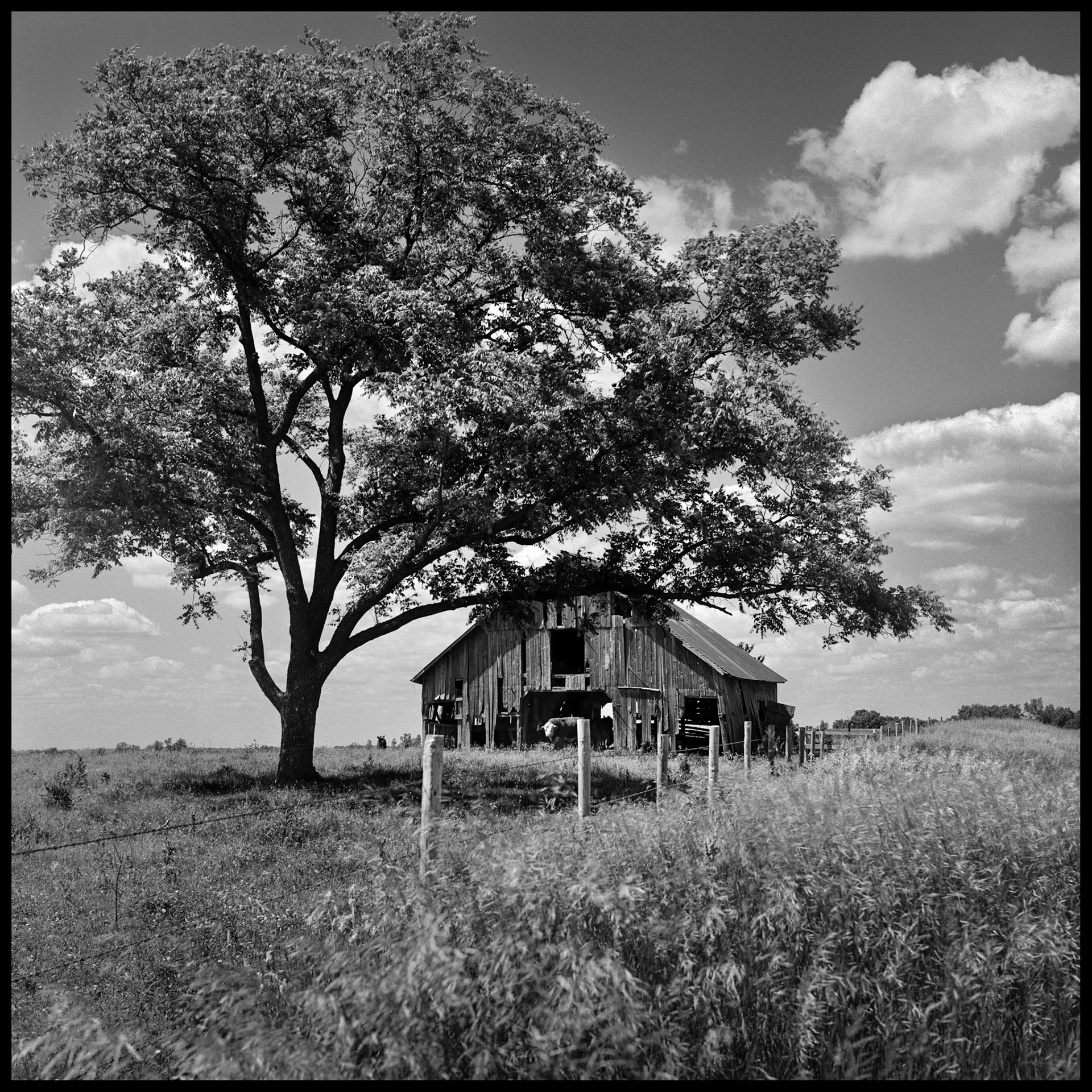 A vintage black and white photograph of a dilapidated wooden barn framed by a solitary tree and a  barbed wire fencerow on a mid-summer day surrounded by tall grass and occupied by a white faced cow. Near Pure Air, Missouri at the intersection of Highways BB and 149. 1978