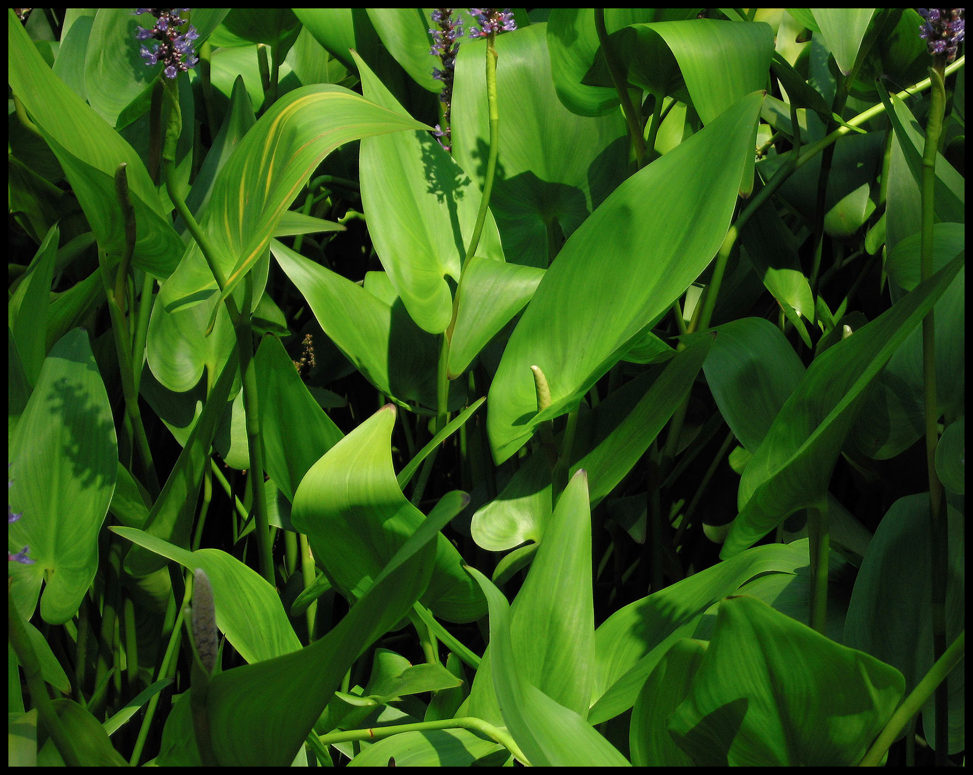 Green Water Lillies detail with single dominent stamen as center interest. DollyWood Pigeon Forge, Tennessee