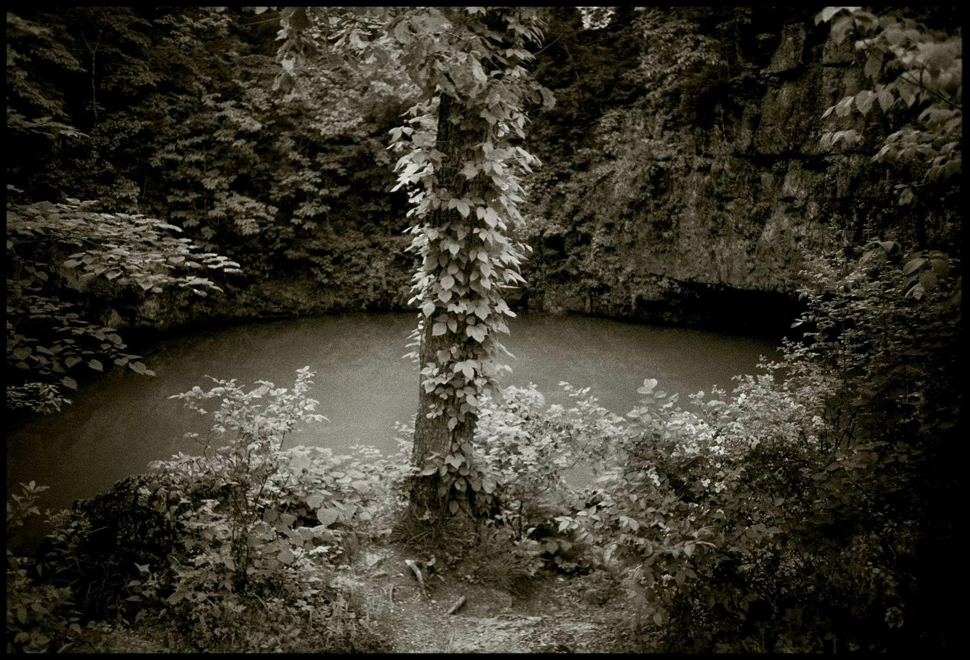 A warm tone black and white image of a vine covered tree above Round Spring near Eminence, Missouri in the Ozark mountains. Part of the Ozark National Scenic Riverway. 1992