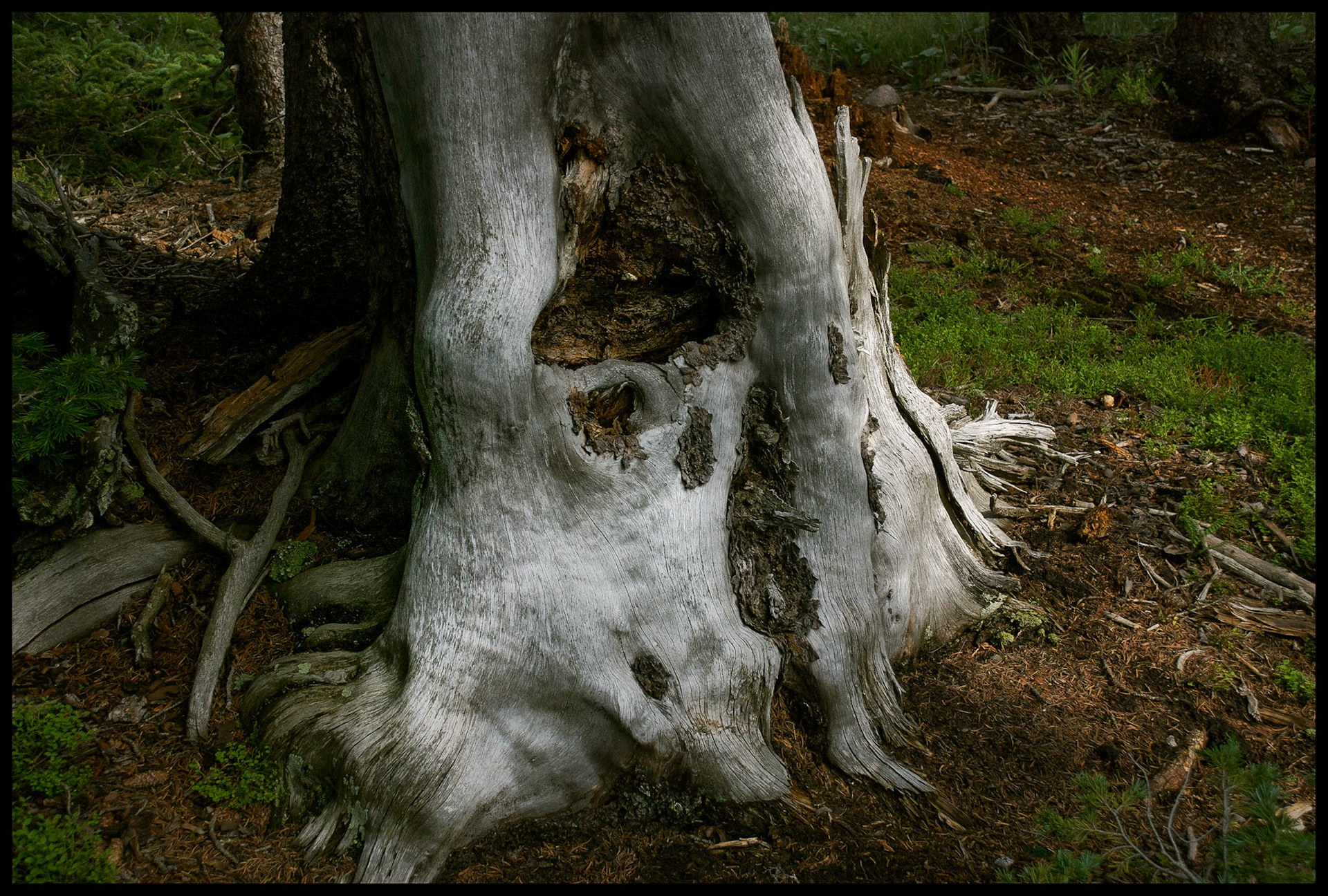 A forest still life featuring the shimmering silver trunk of a decaying tree surrounded by dead branches, pine cones and needles, as well as the resilient forest floor grass.