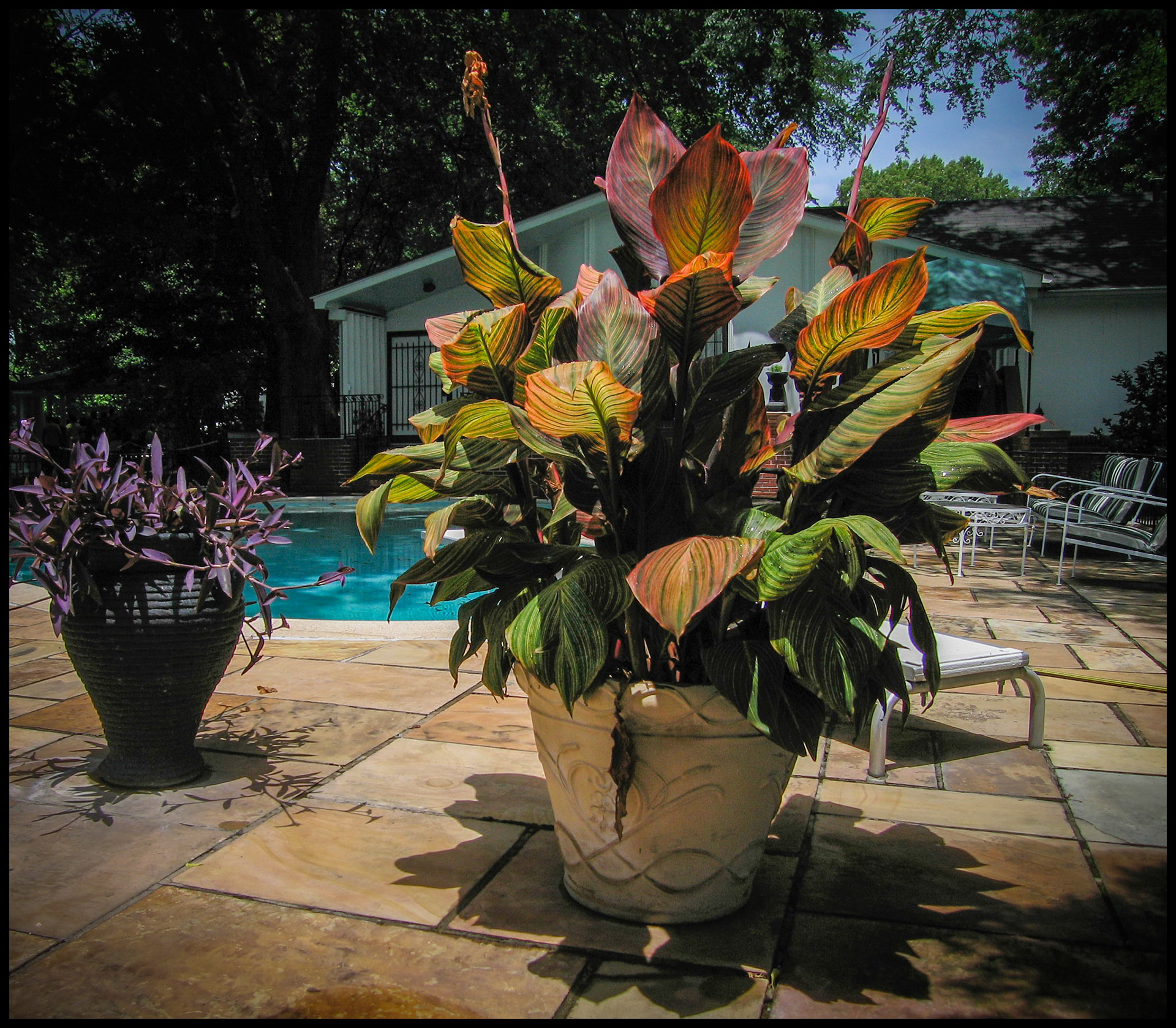 Colorful potted plants next to the swimming pool at Graceland in Memphis, Tennessee, USA, 2006