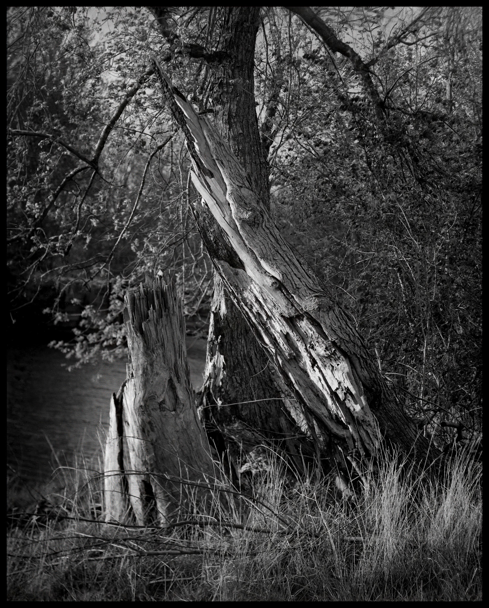 Two parts of a rotting tree, now separated from each other, in front of a living tree along a river bank. Near Kirksville, Missouri, 1984.