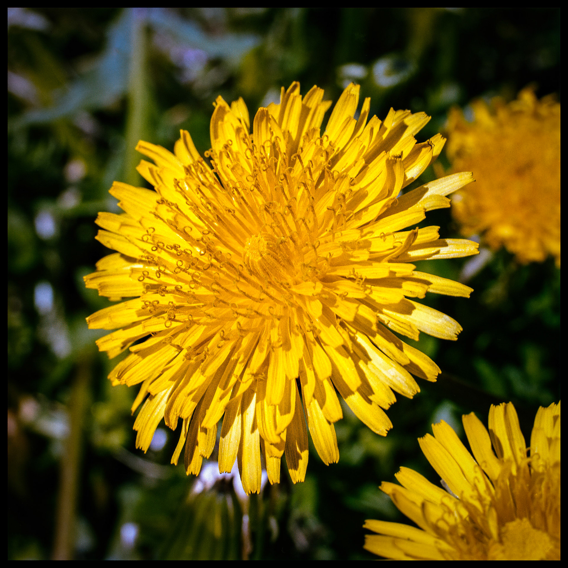 A close up view of a bright yellow dandelion in the afternoon summer sun. Kirksville, Missouri, 1984.