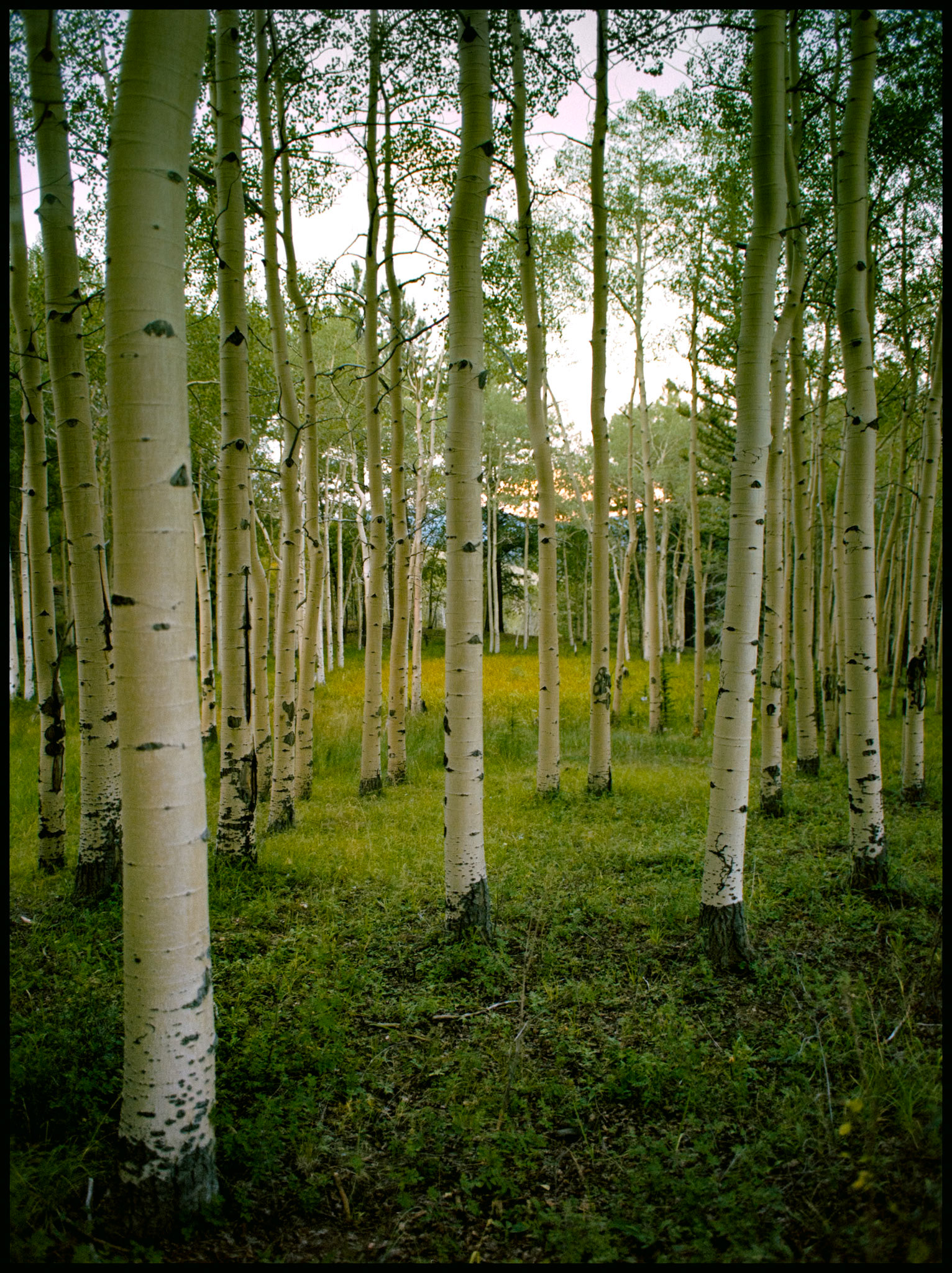 A stand of Aspen trees sidelit by the evening sun near O'haver Lake, Mears Junction, Colorado, USA, 1981.