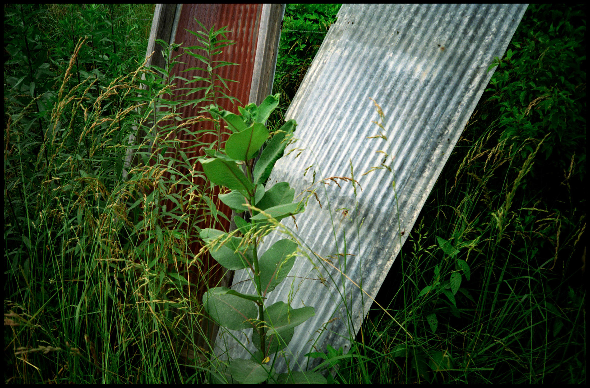 Tin Leaves, near Columbia, Missouri 1991