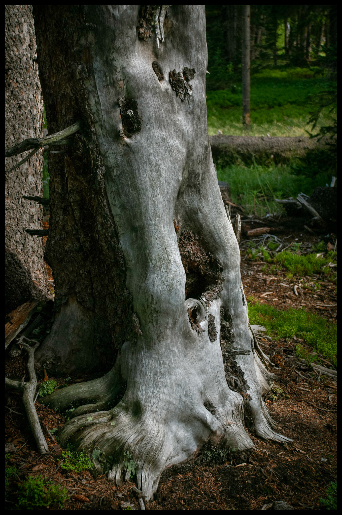 A forest still life featuring the shimmering silver trunk of a decaying tree surrounded by dead branches, pine cones and needles, as well as the resilient forest floor grass.
