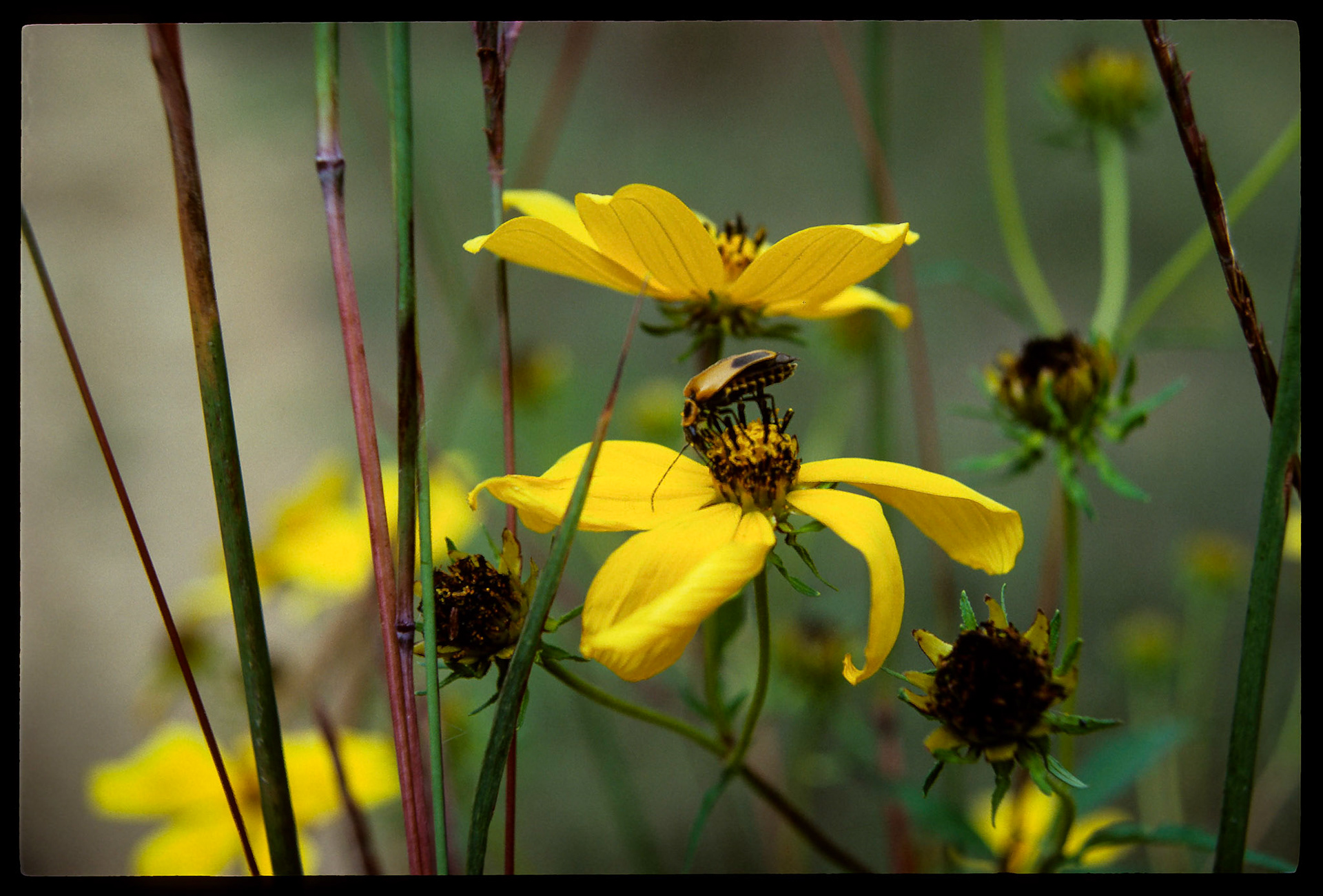 A soft focus impressionistic image of a bug perched on the wilting bud of a bright yellow flower. Near Kirksville, Missouri USA, 1984.