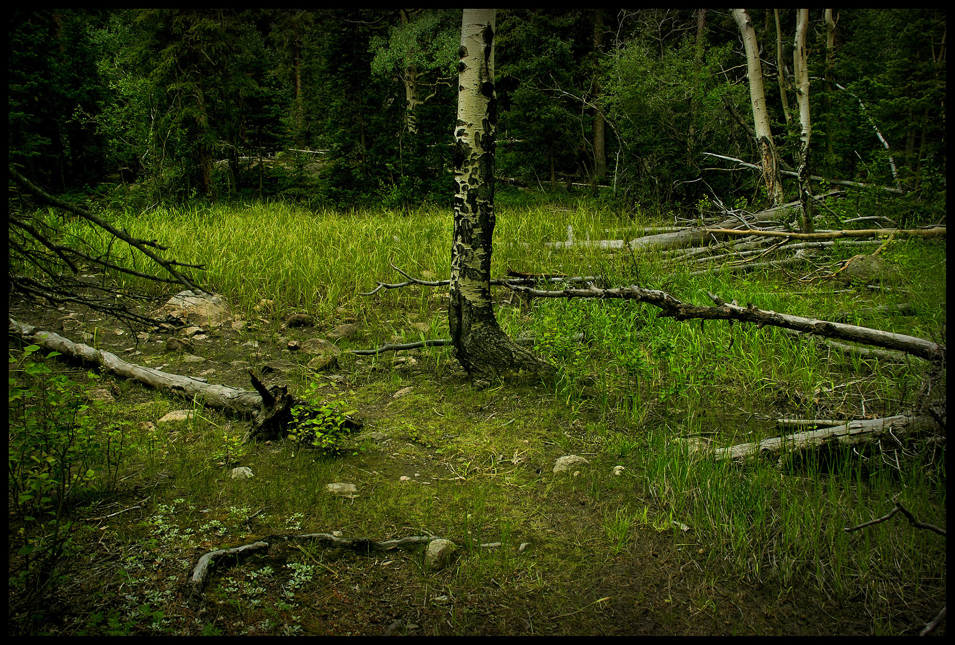 A Forest Still Life with a solitary Aspen tree as the focus surrounded by fallen logs, rocks and green undergrowth. Rocky Mountain National Park, Colorado 2007