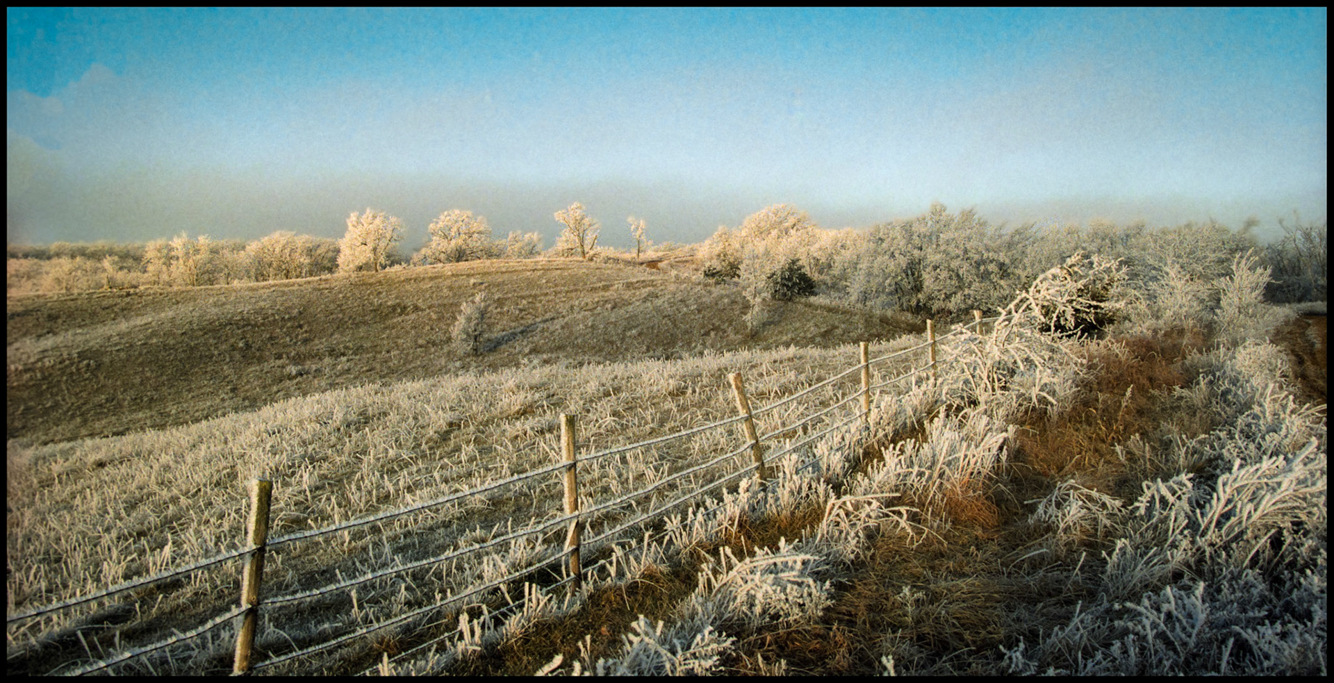 A panoramic pastoral scene of a hillside with heavily frost or frozen fog covered trees, grass, and a fence row bathed in warm early morning light contrasted by the cool pastel blue of the sky in the background. Near Pure Air Missouri, 1994.