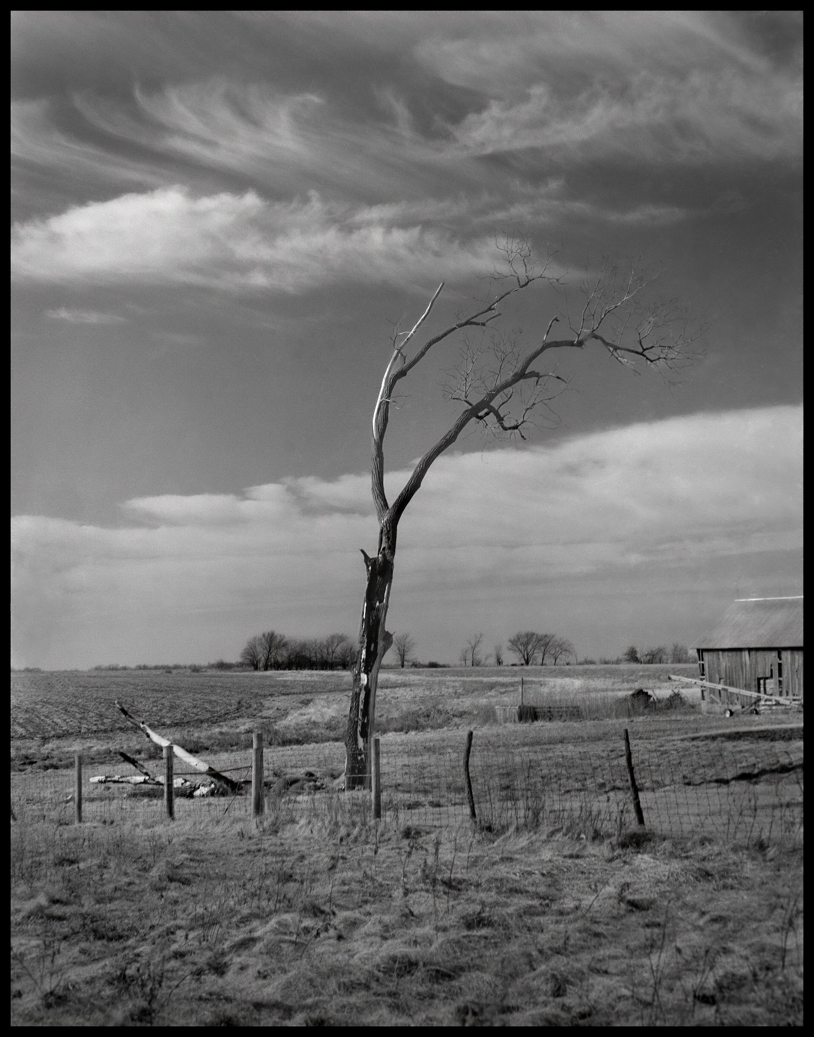 A tree fractured and charred by a lightning strike next to a barn and plowed field with wispy cirrus clouds looming over. Near Baring, Missouri, 1988.