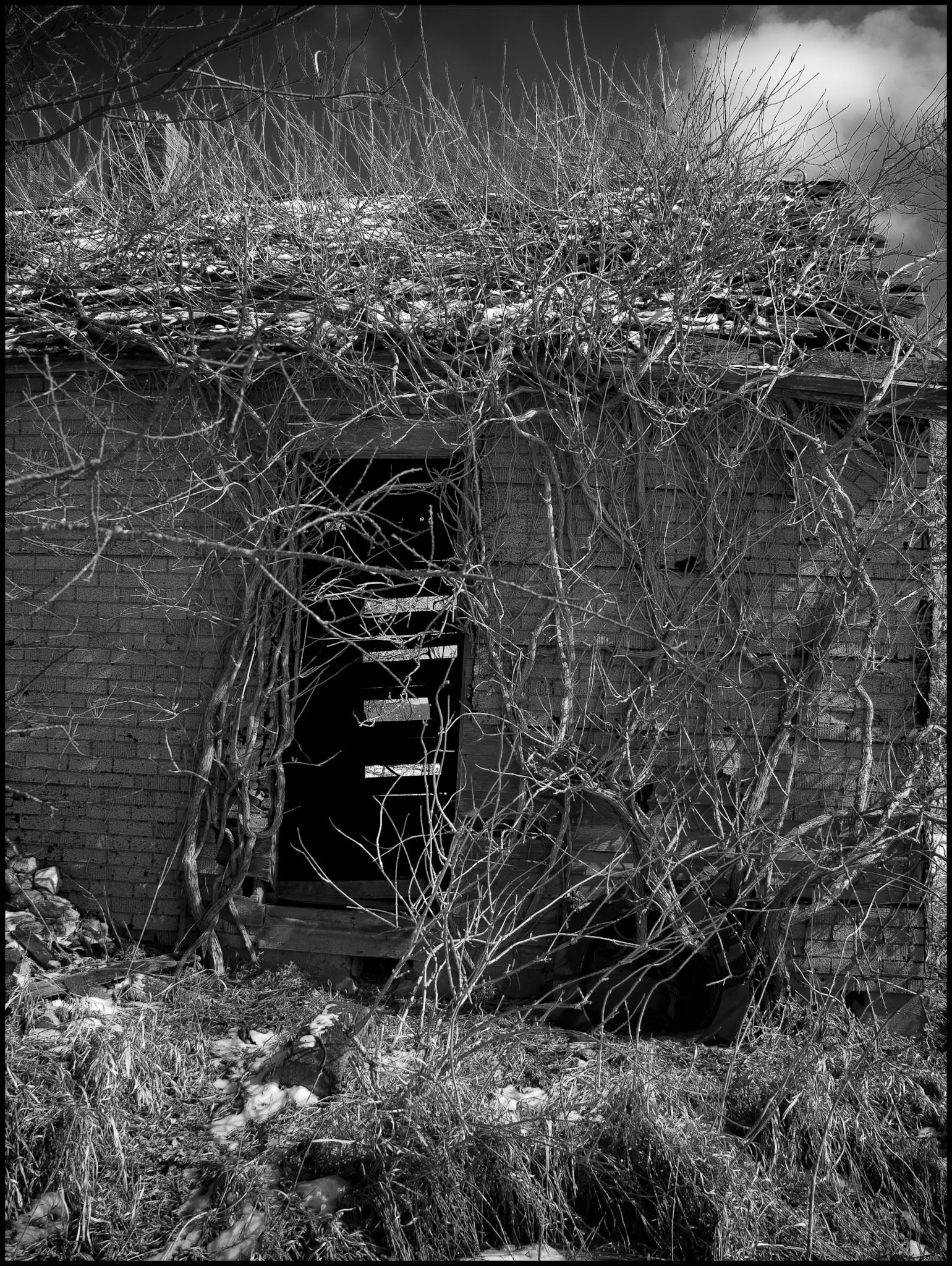 A black-and-white rural Missouri winter landscape detail of a vine covered dilapidated abandoned house partially covered in snow looking through a missing door to the missing wall boards on the opposite wall. Near Winigan, Missouri USA, 2008.