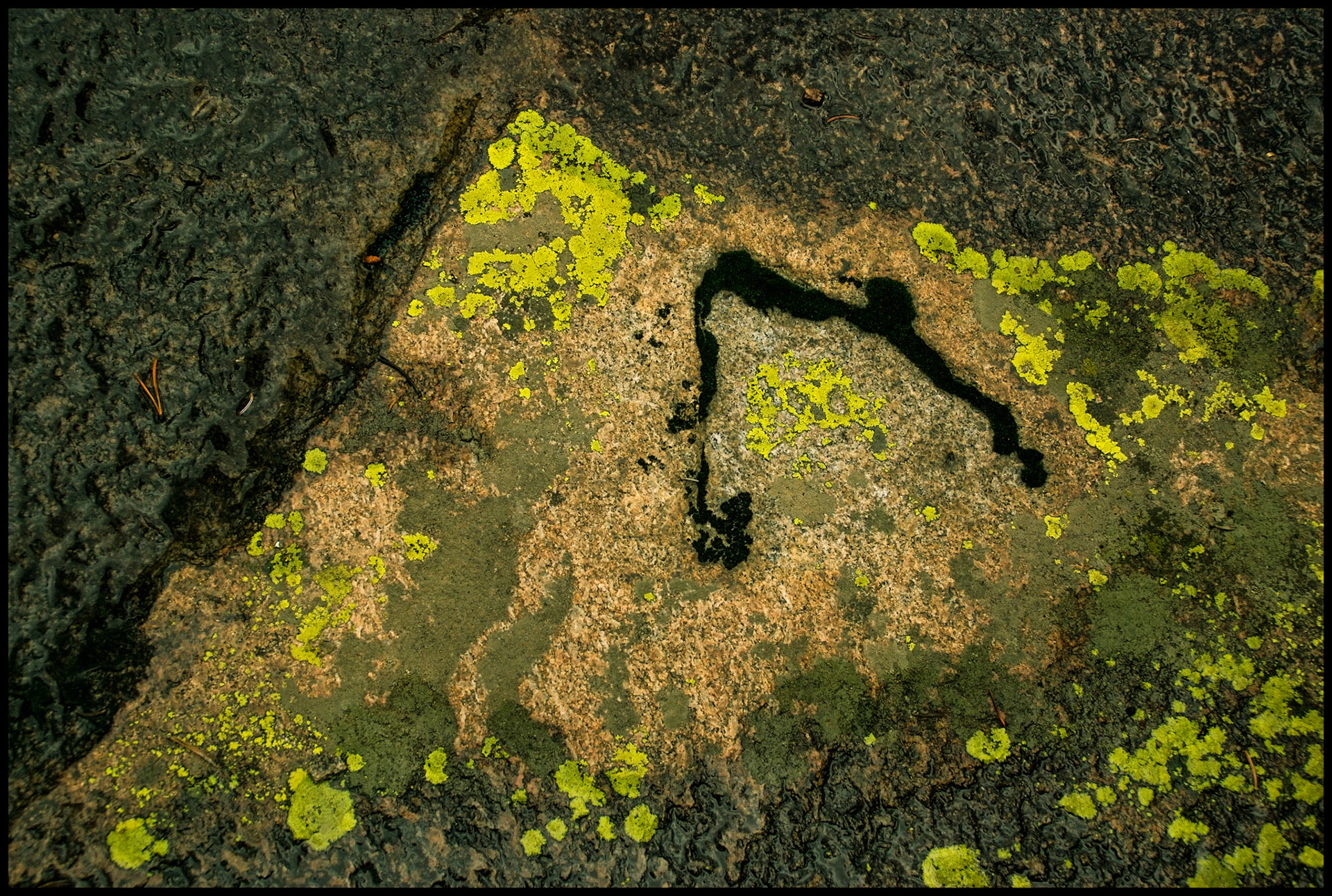 Abstract detail of various kinds of pastel green moss and lichens on a large boulder in Rocky Mountain National Park, Colorado. One piece forms an angle imitating the angle in the stone, which is also mirrored by a fallen pine needle on the left