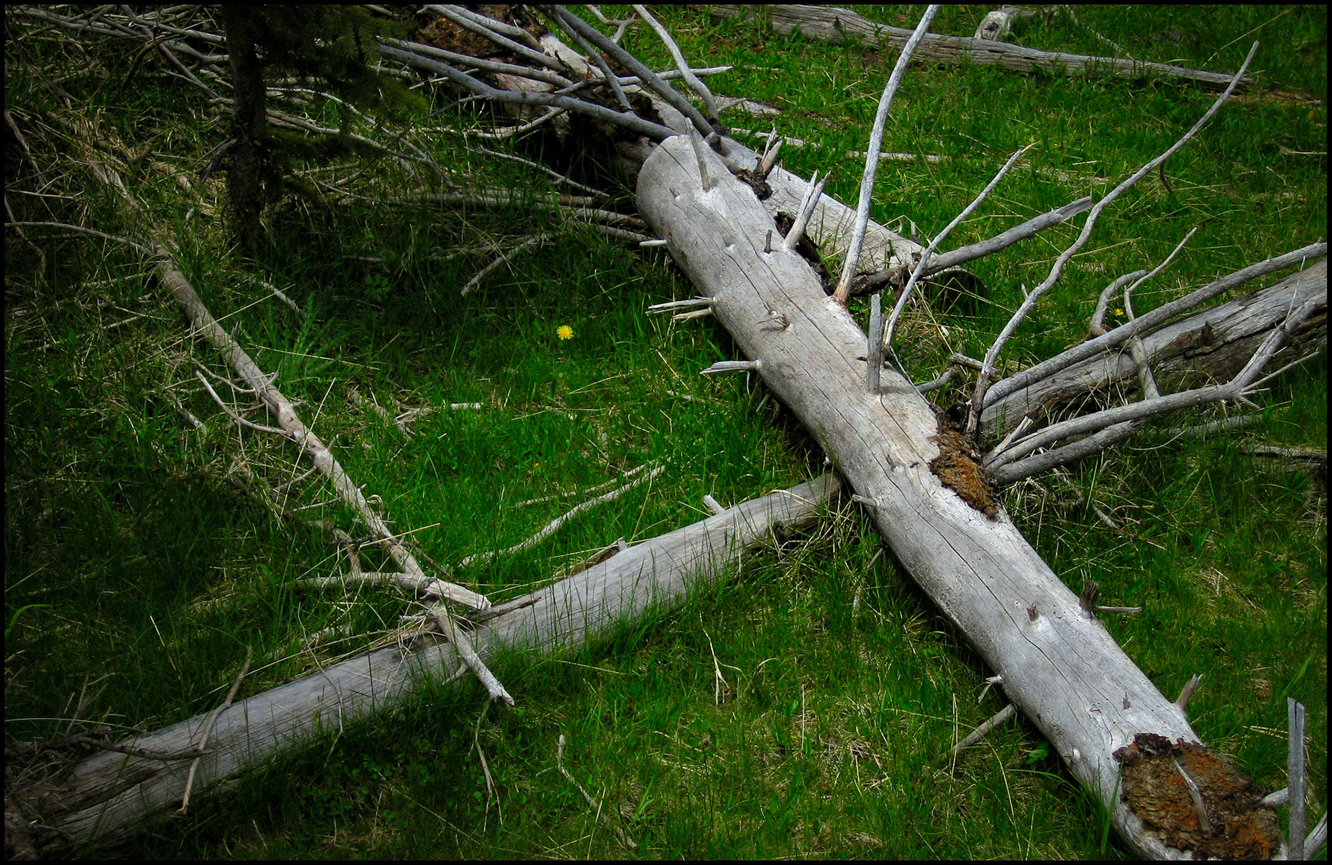 A forest still life of several silver fallen barkless tree trunks with branches extending outward surrounding a solitary dandelion on the forest floor. Yellowstone National Park Wyoming USA 2005