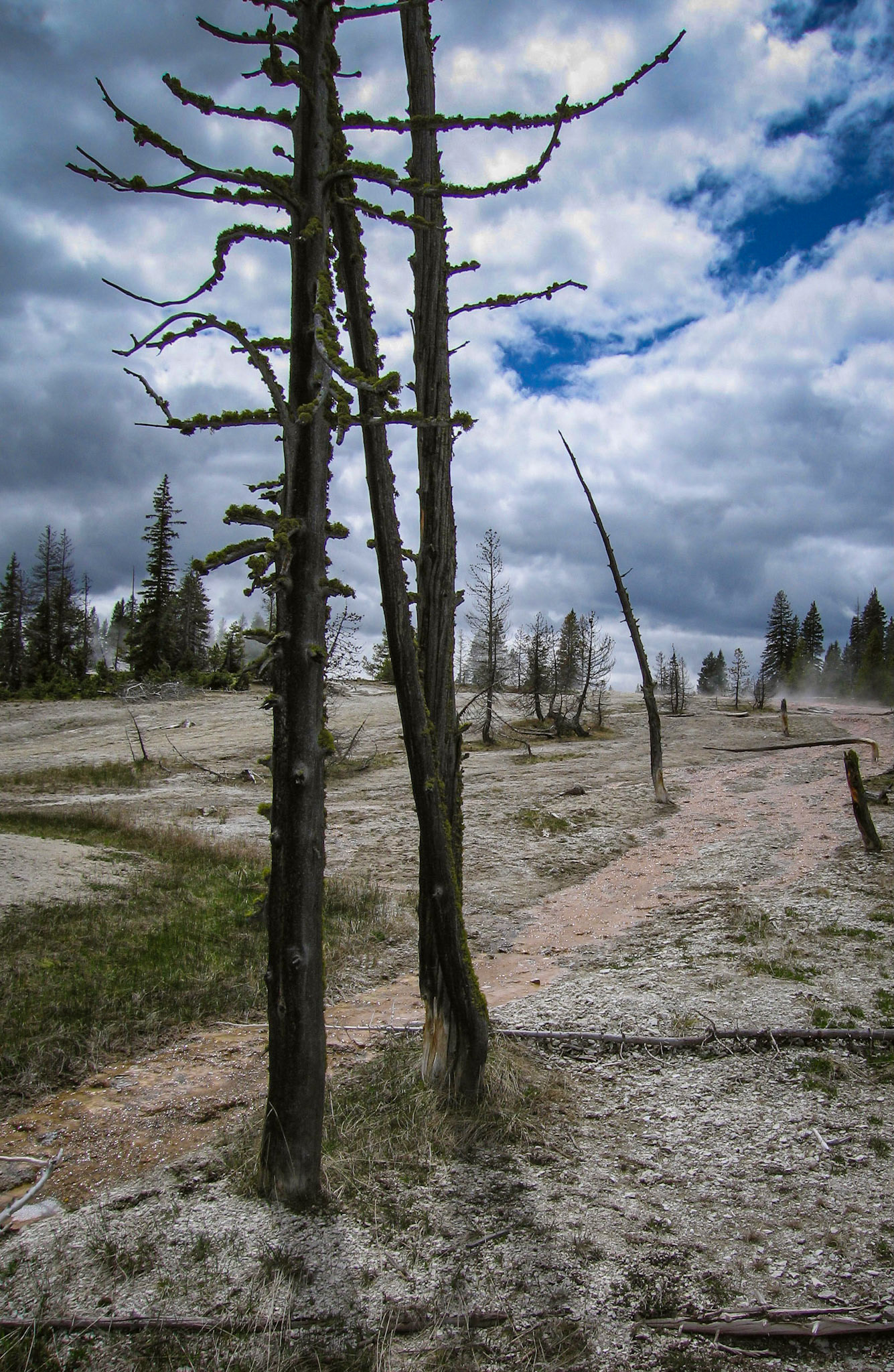 Silhoutted dead pine trees next to an alkaline geothermal pool runoff path at West Thumb Geyser Basin in Yellowstone National Park, Wyoming, USA, 2005.