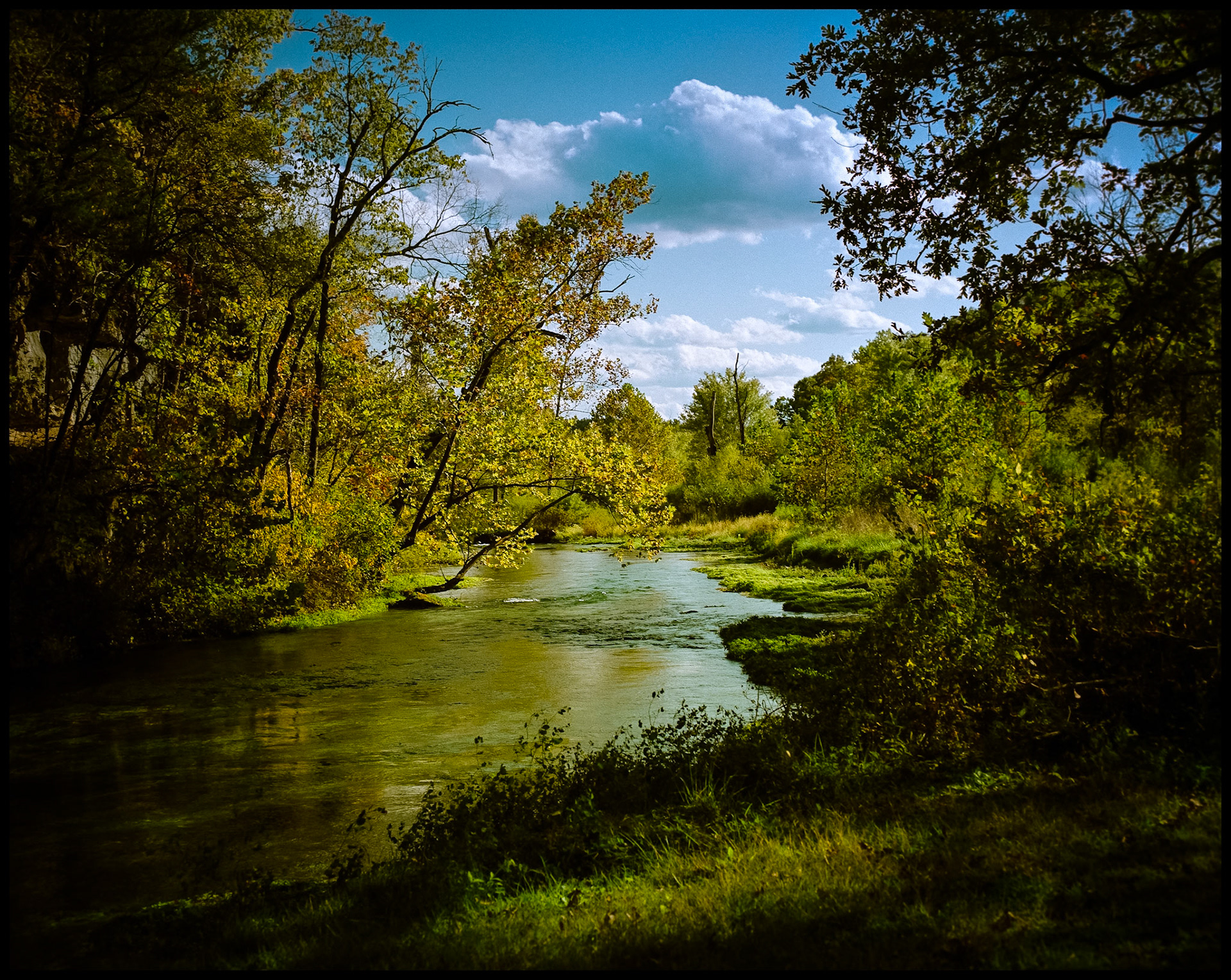 A tree overhanging the crystal clear water of Alley Spring Branch creek near Eminence Missouri in the Ozark Mountains. 1991