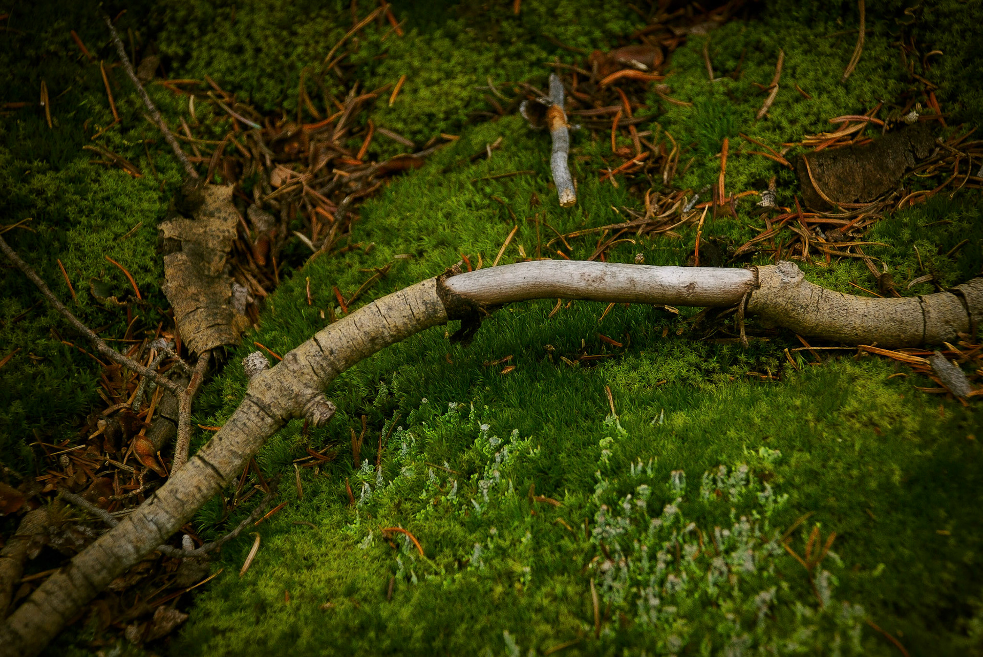 Abstract detail of bowed branch with a strip of bark missing resting on a bed of lush green moss, dead leaves, and orange pine needles with another perpendicular branch seemingly pointing to the bare portion of the bowed branch.
