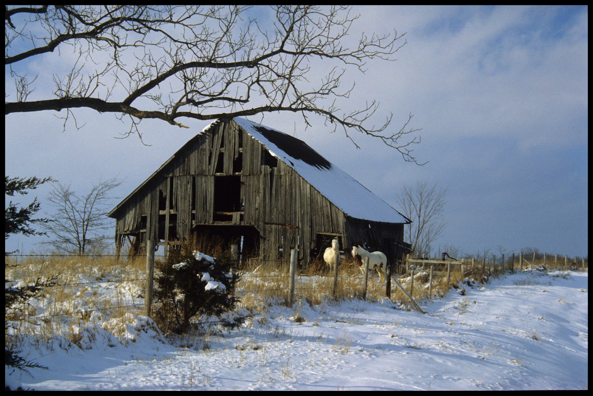 Two white horses standing next to a delapidated barn and fence row in the snow, sidelit by the warm late afternoon winter sun. Near Pure Air Missouri, 1986.