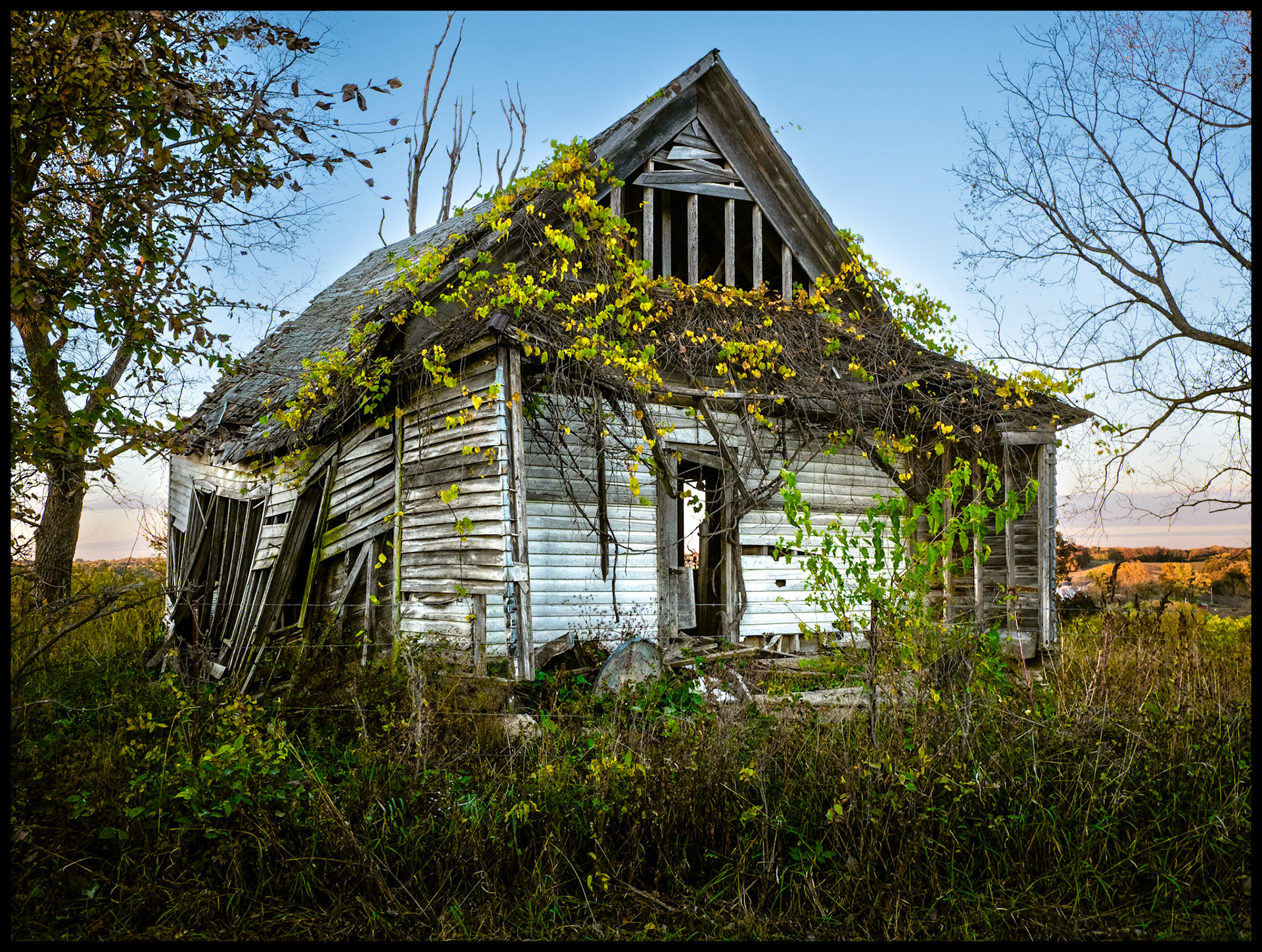 A dilapidated abandoned farmhouse covered with colorful Autumn vines. Near Kirksville, Missouri. 2023