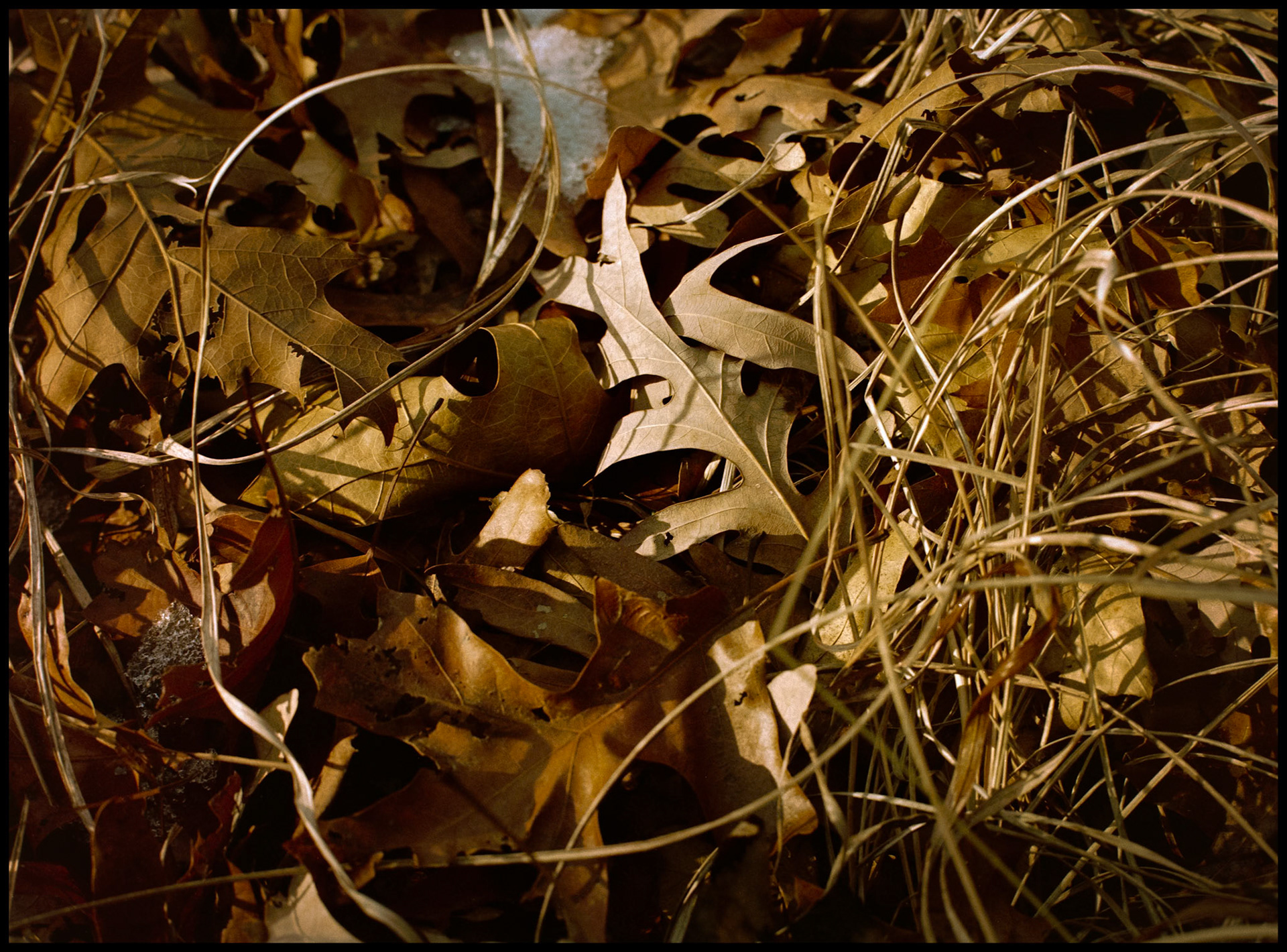 A forest floor still life of a solitary highlighted leaf on a pile of leaves, surrounded by a ring of fallen grass and snow. Thousand Hills State Park, Kirksville, Missouri, 1980.