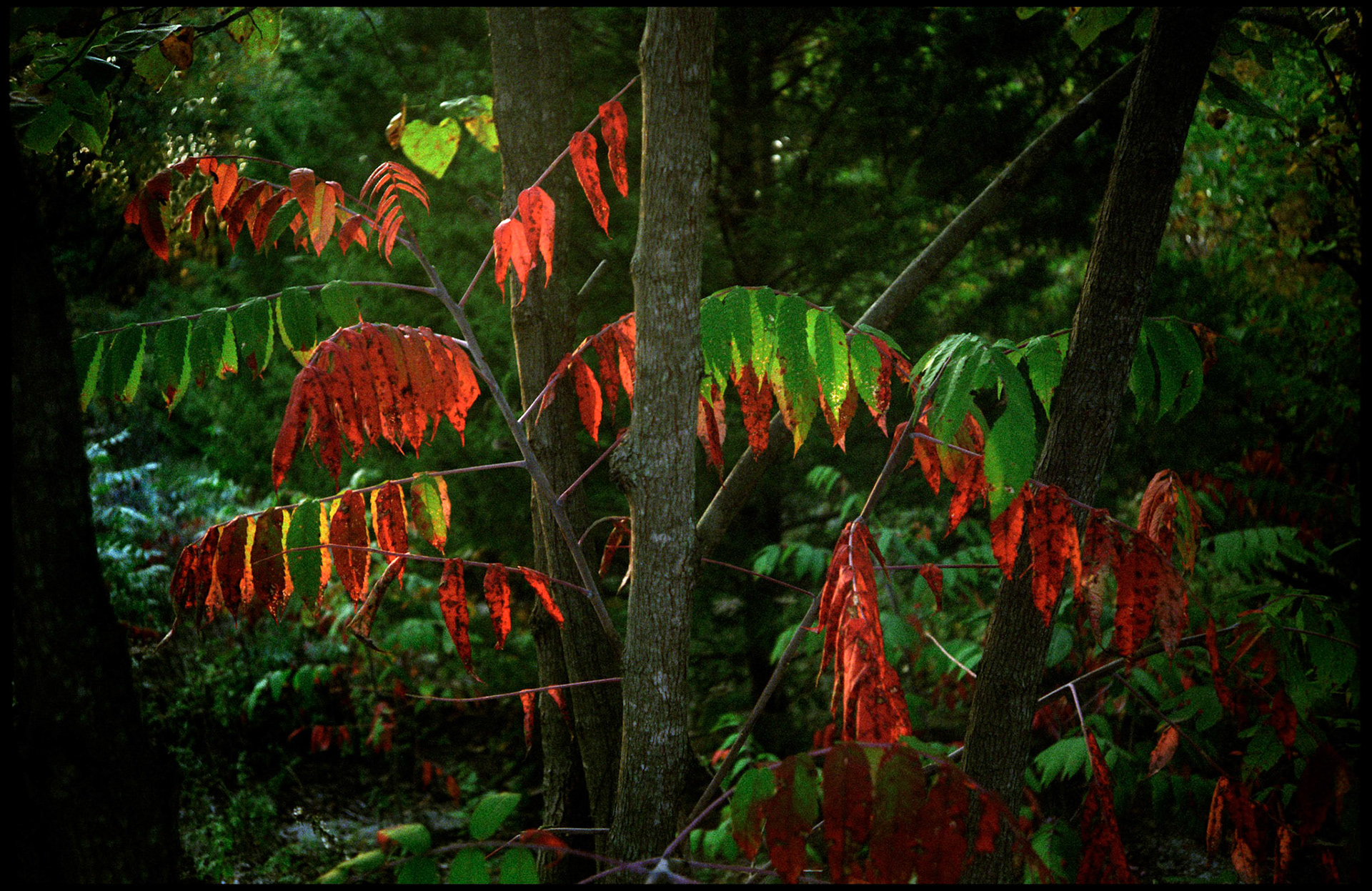 Backlit early Autumn changing bright red color leaves of a poison sumac tree in a forest of green.