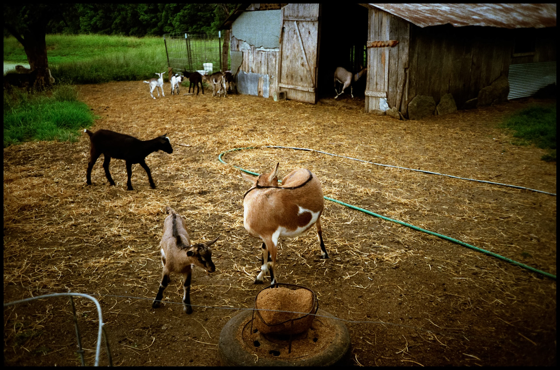 A group of goats in a barnyard surrounding a homemade feeding dispencer while others mingle next to a shed in the background. Near Harrisburg, Missouri USA, 1991.