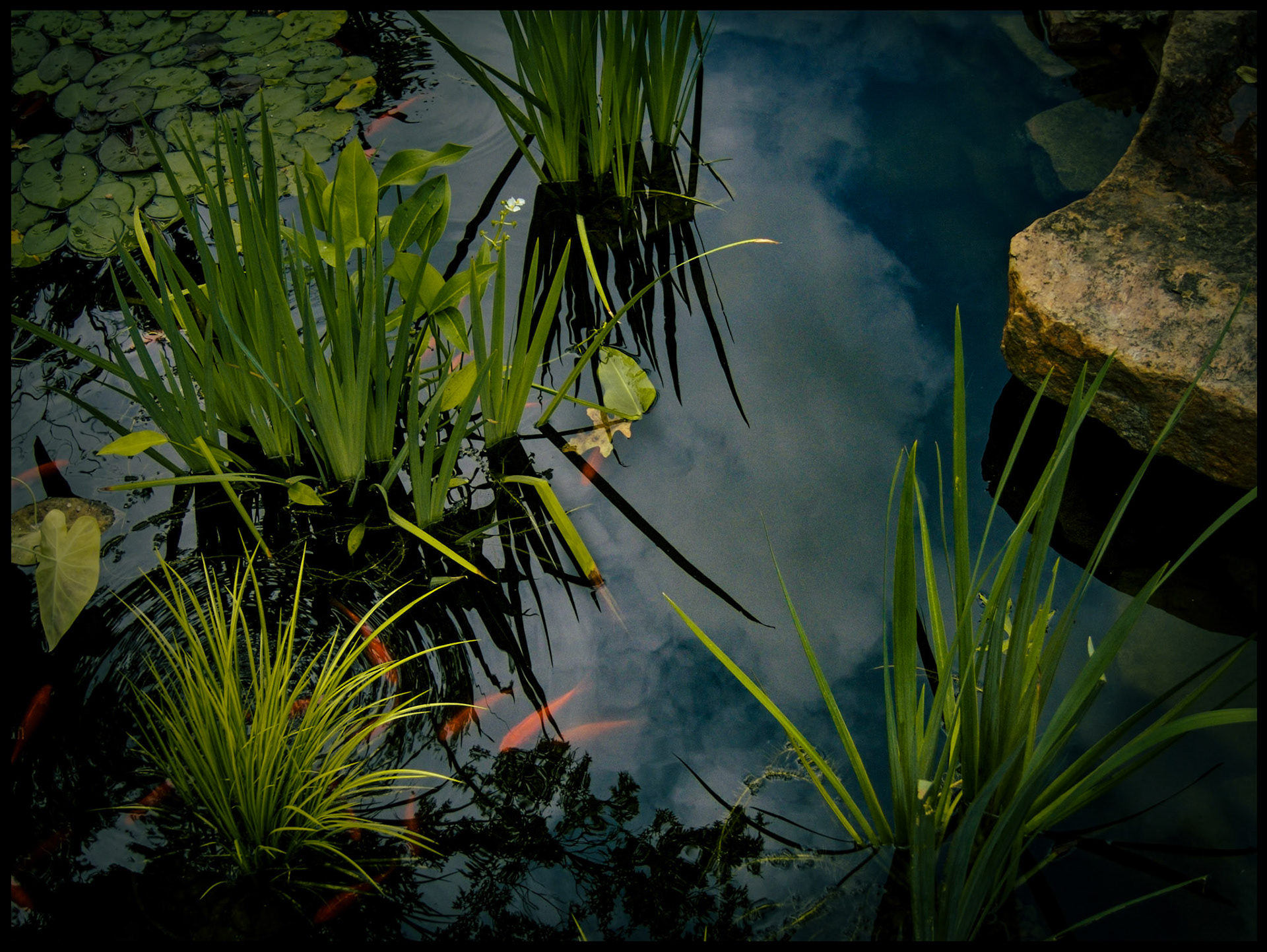A mesmeriizing multi layered image of a serene pond, sky reflection, goldfish, and lilies with the focal point on the dichotomy of the sky reflection and water grass shadow in the Lilly Pond at the Missouri State Fair Grounds in Sedalia Missouri USA, 2007.