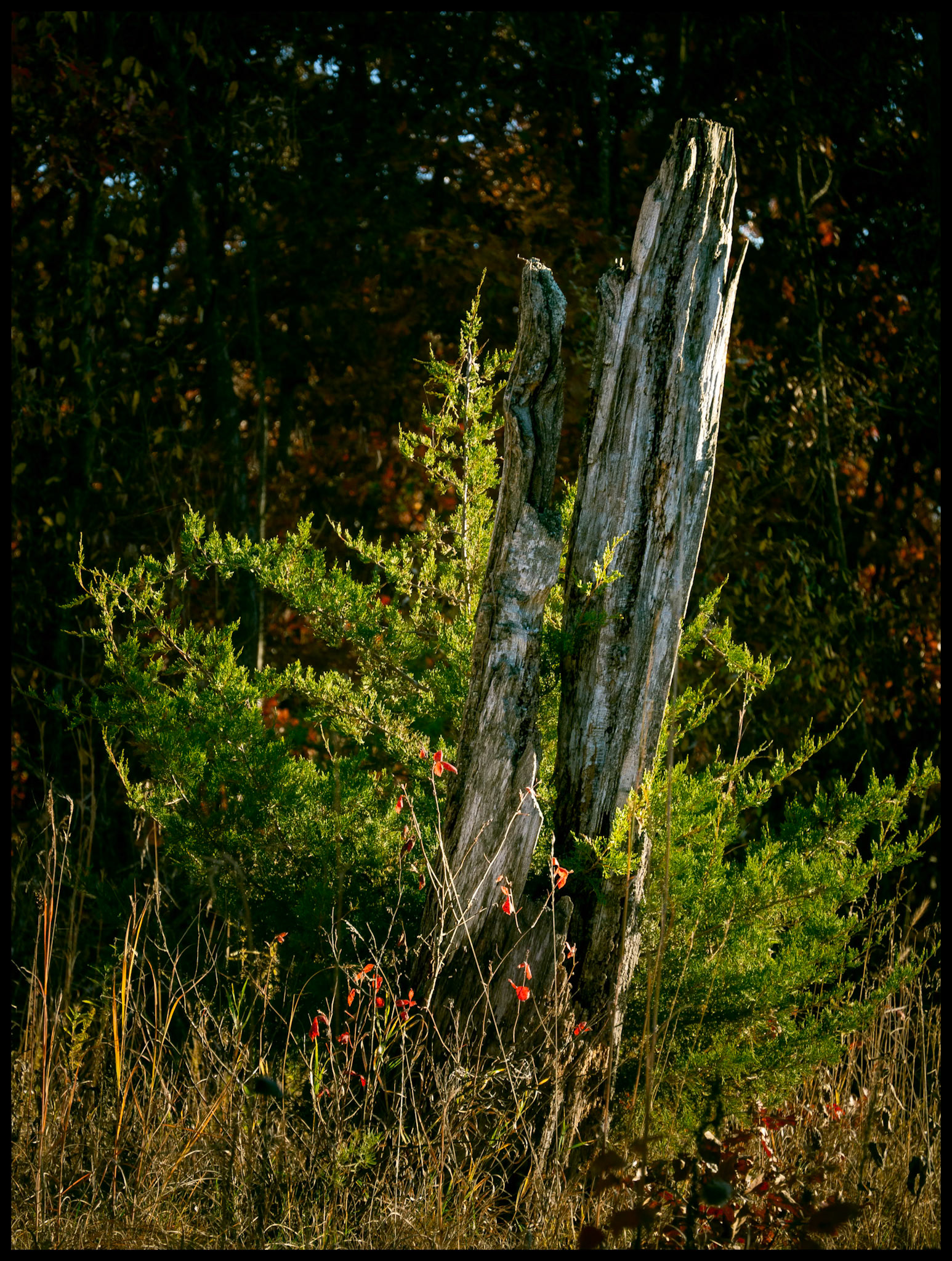 The remains of a dead tree trunk in front of the young evergreen tree that is taking its place. Near Shibleys Grove, Missouri. 2024