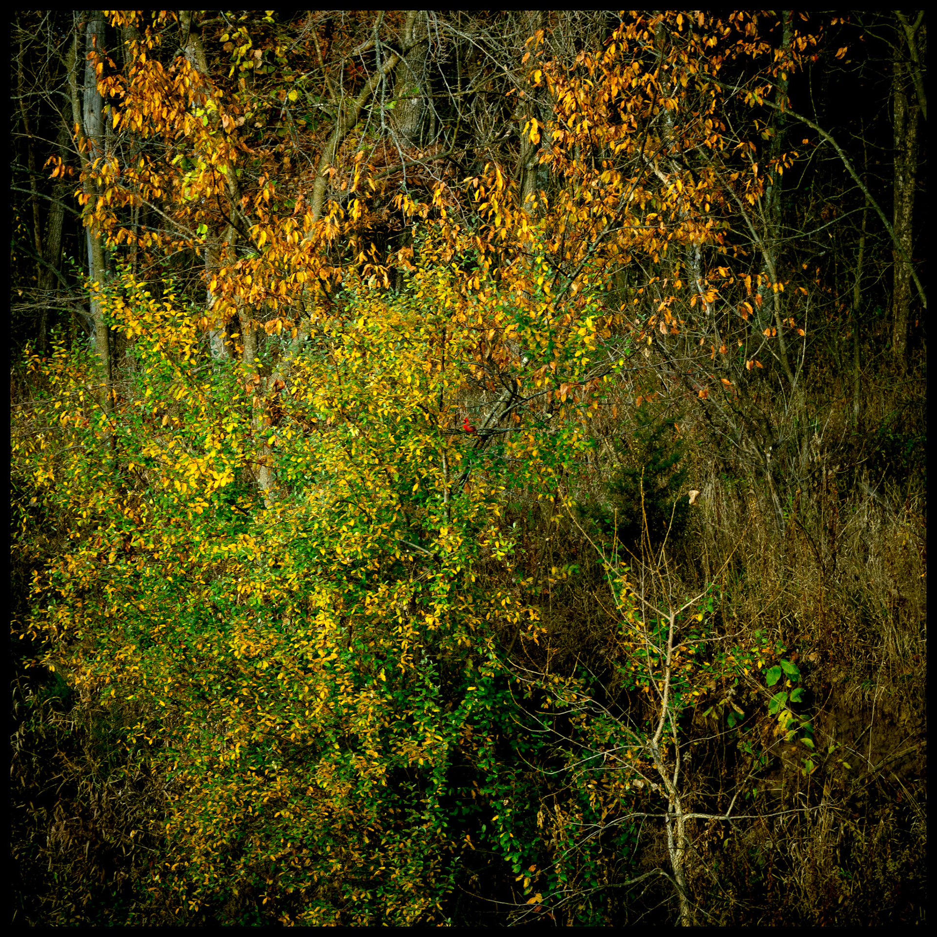 A single Cardinal nearly camouflaged amongst the colorful Autumn leaves. Near Greentop, Missouri, 2024.