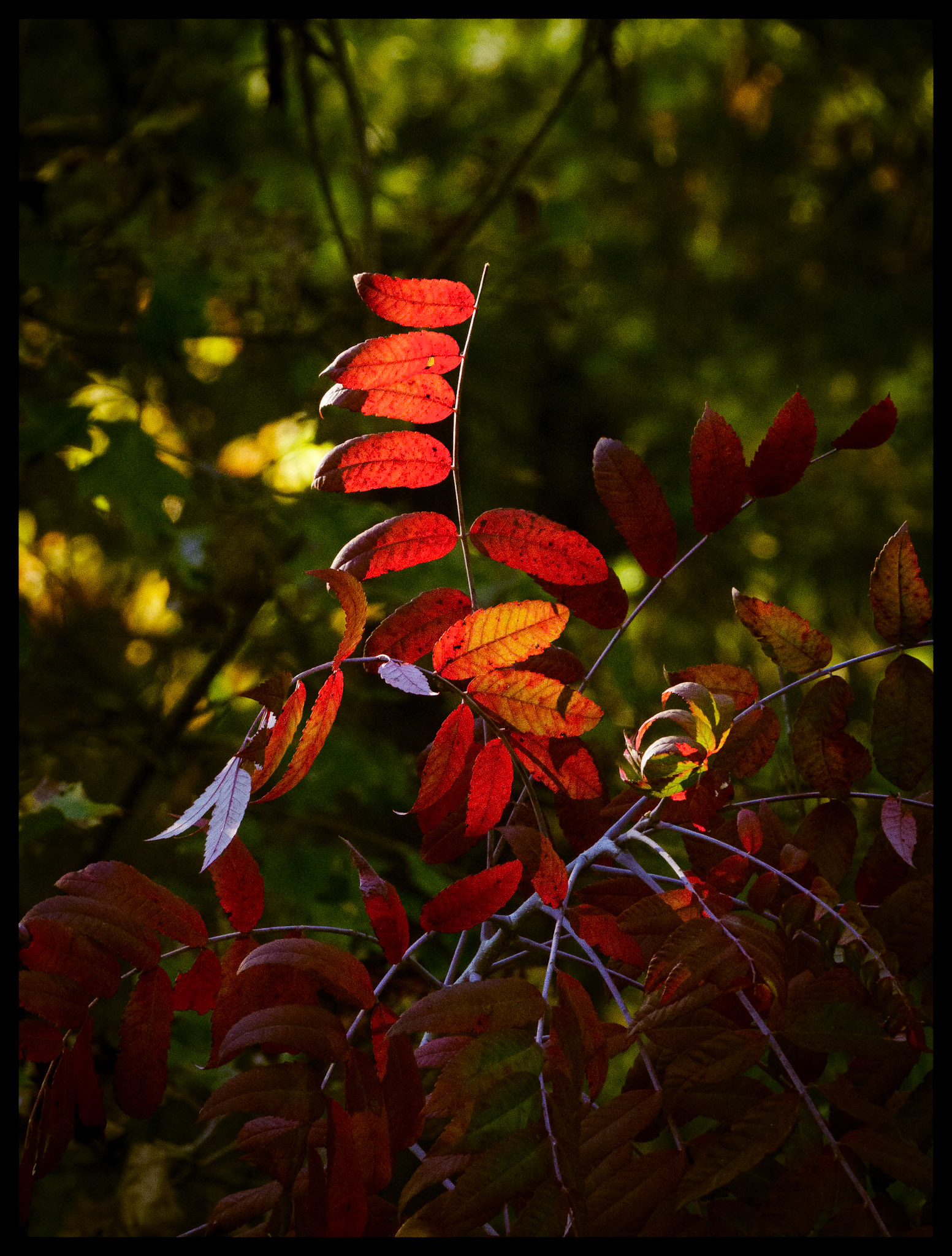 Red leaves backlit by the afternoon Autumn sun, resembling little red flags, with the cool light of the shade making their curved branches appear blue, at the edge of a forest near Novinger, Missouri. 2025. Part of my Seasonal Change series.