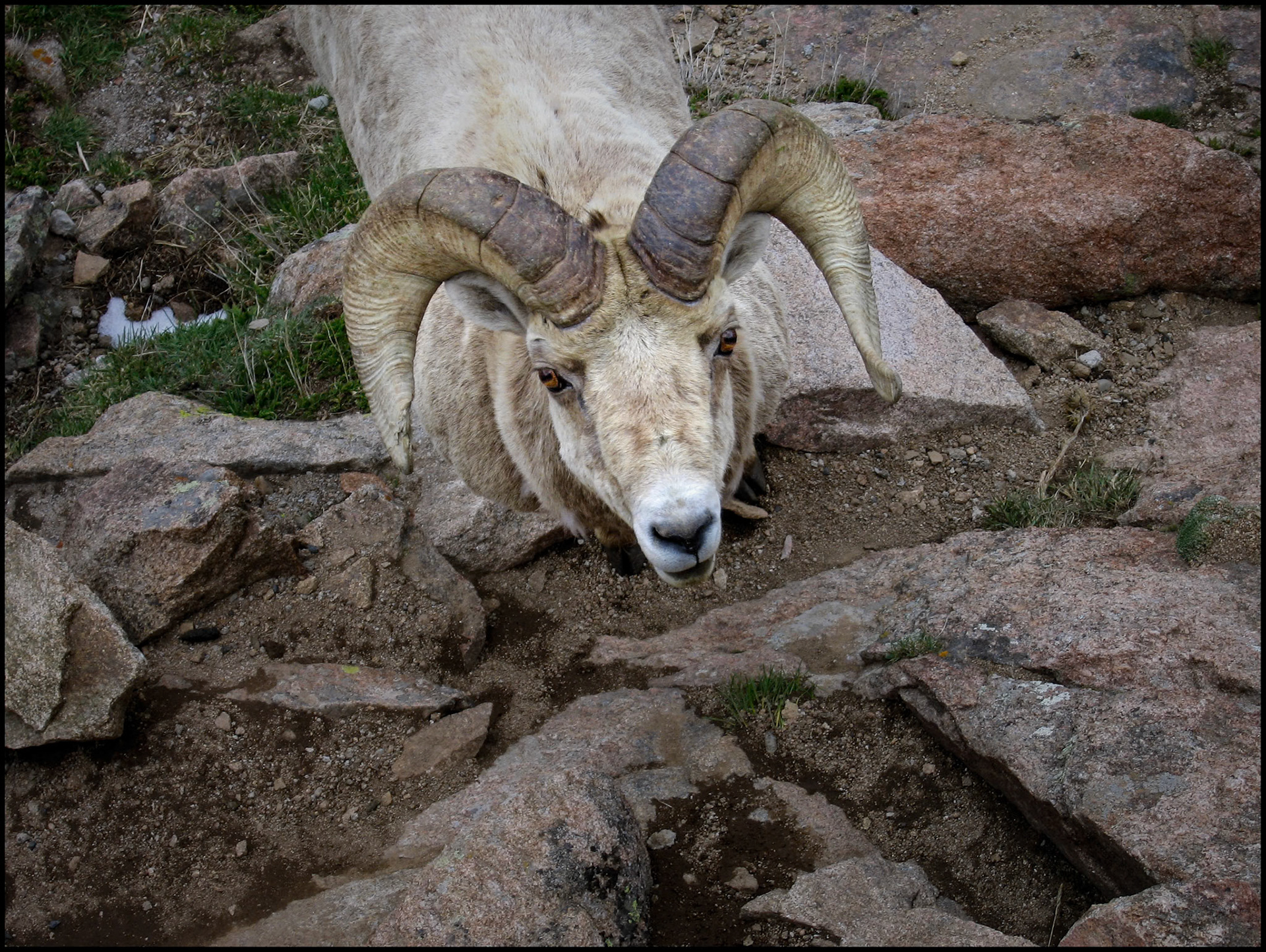 Close up view of a Bighorn Sheep standing in multiple colored rocks and snow looking directly into the camera shot from above at Rocky Mountain National Park, Colorado USA.